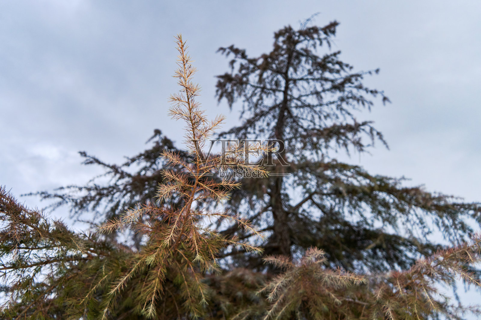 树木健康对比照片摄影图片