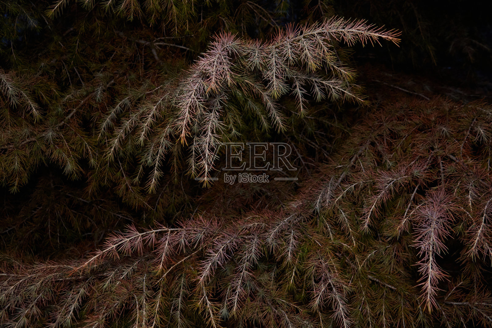 针在夜间投在松树上照片摄影图片