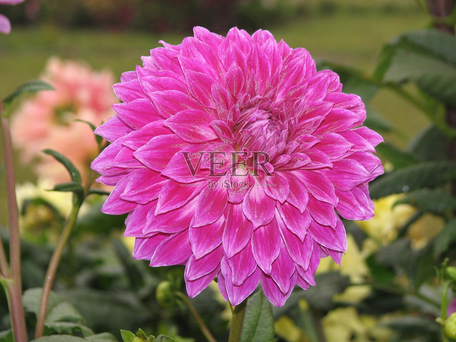 鲜花- 82照片摄影图片