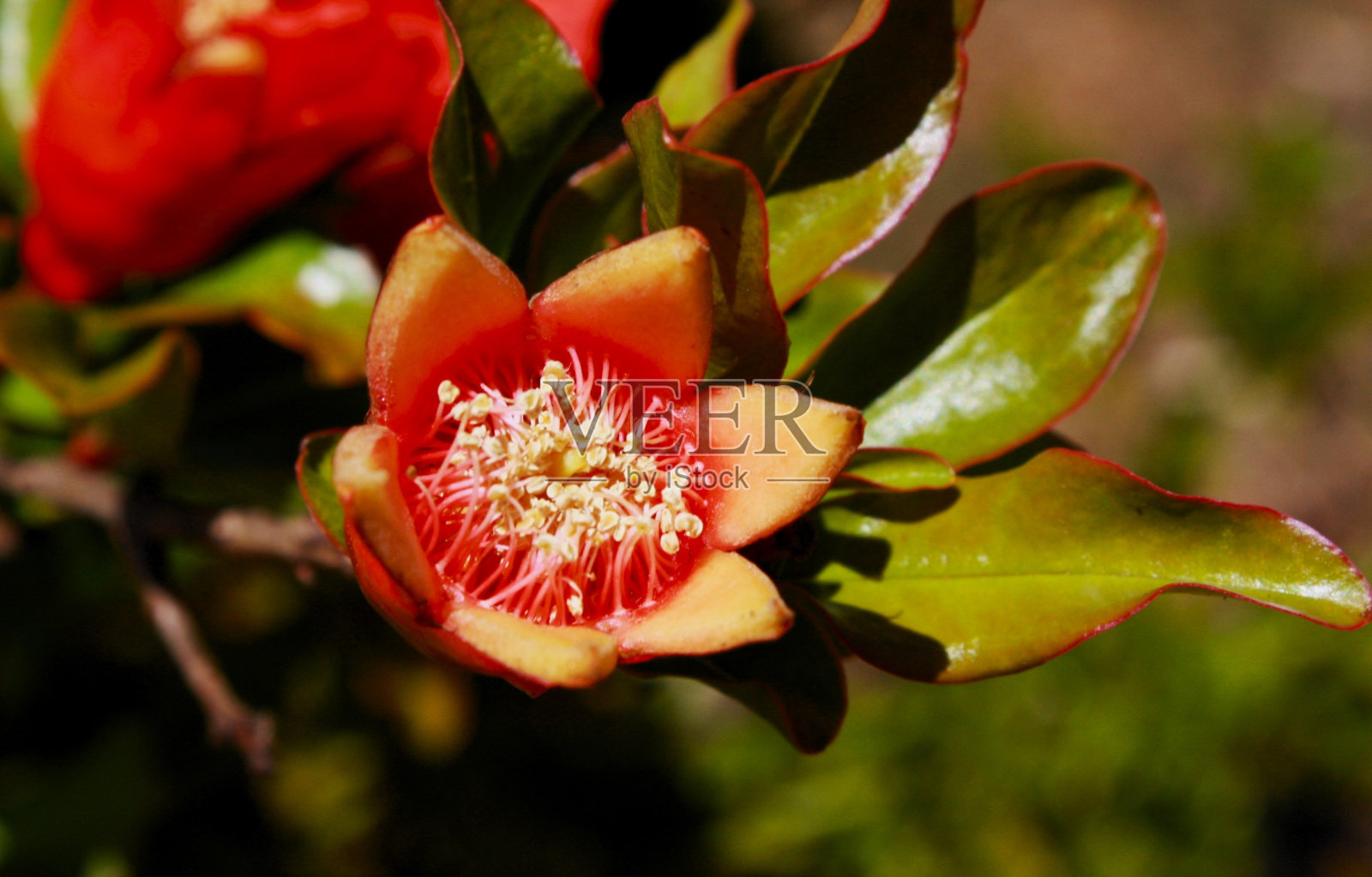 石榴花照片摄影图片