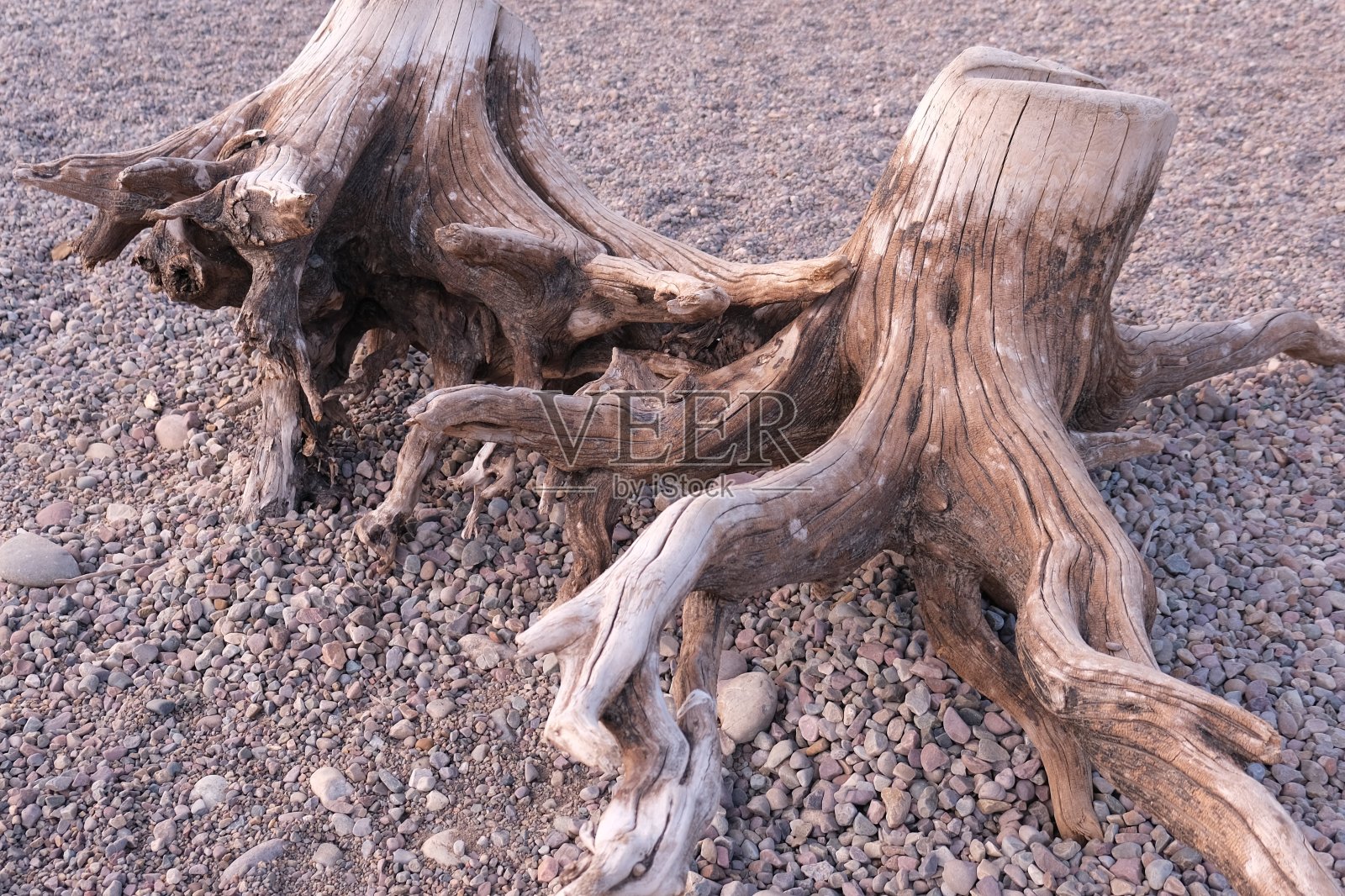 在大提顿国家公园内，被砾石、河岩、沙子和泥土包围的棕色、风化和纹理的浮木。照片摄影图片