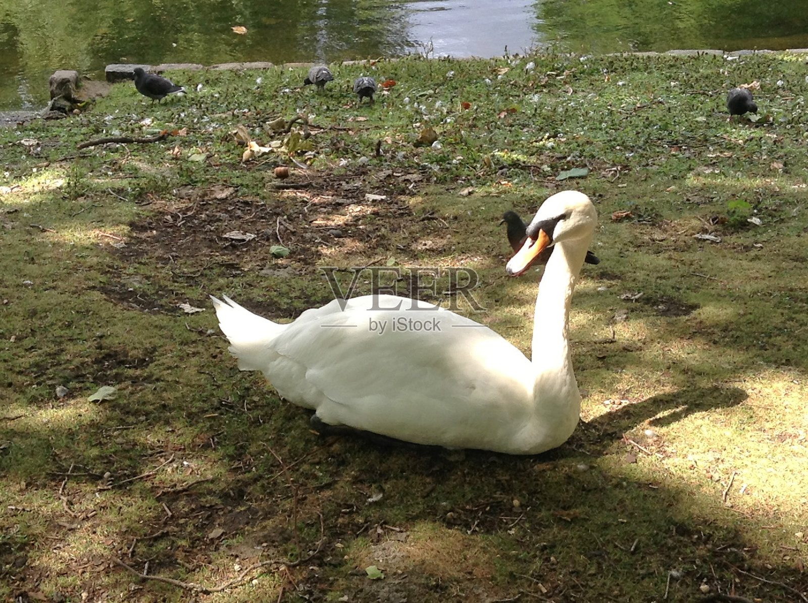伦敦公园里的天鹅，英格兰，英国照片摄影图片