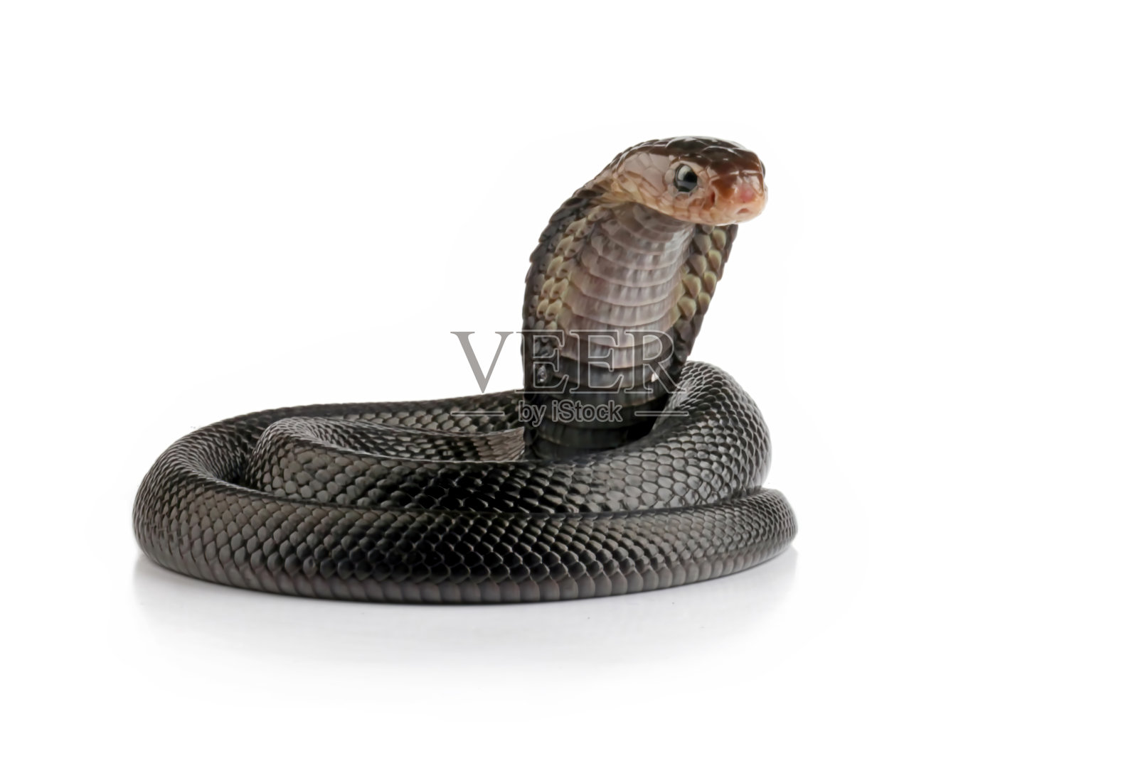 Naja sputatrix在白色上分离照片摄影图片