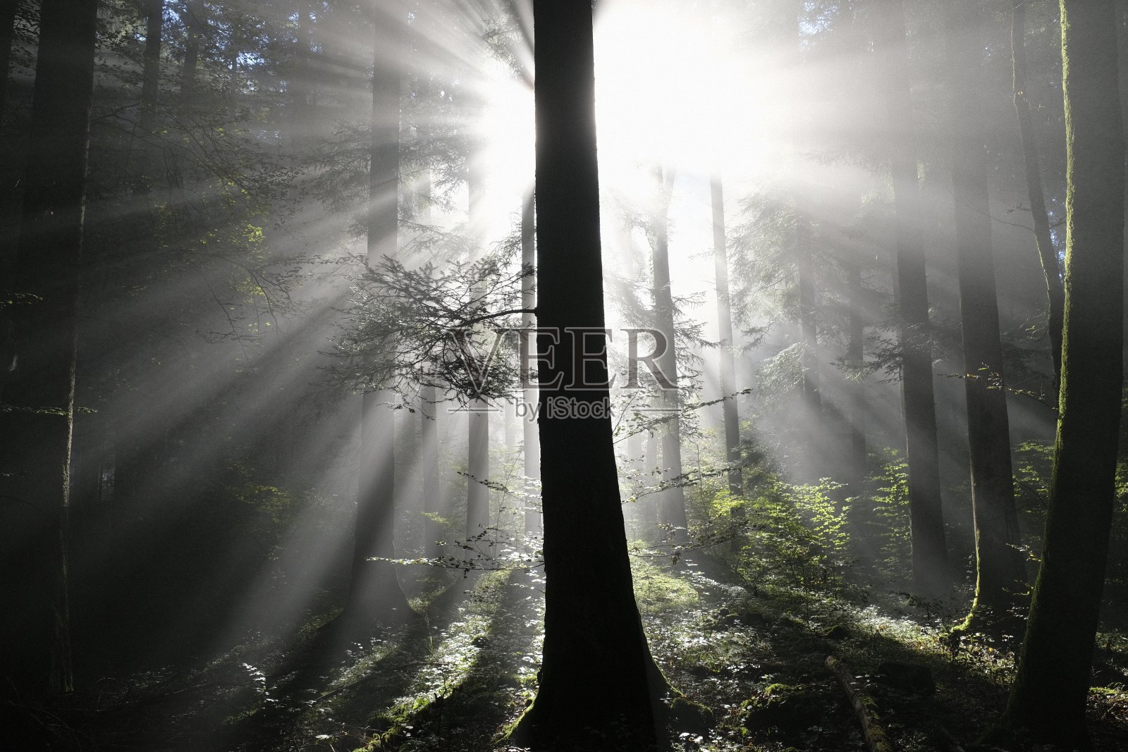 雾蒙蒙的森林里神奇的阳光照片摄影图片