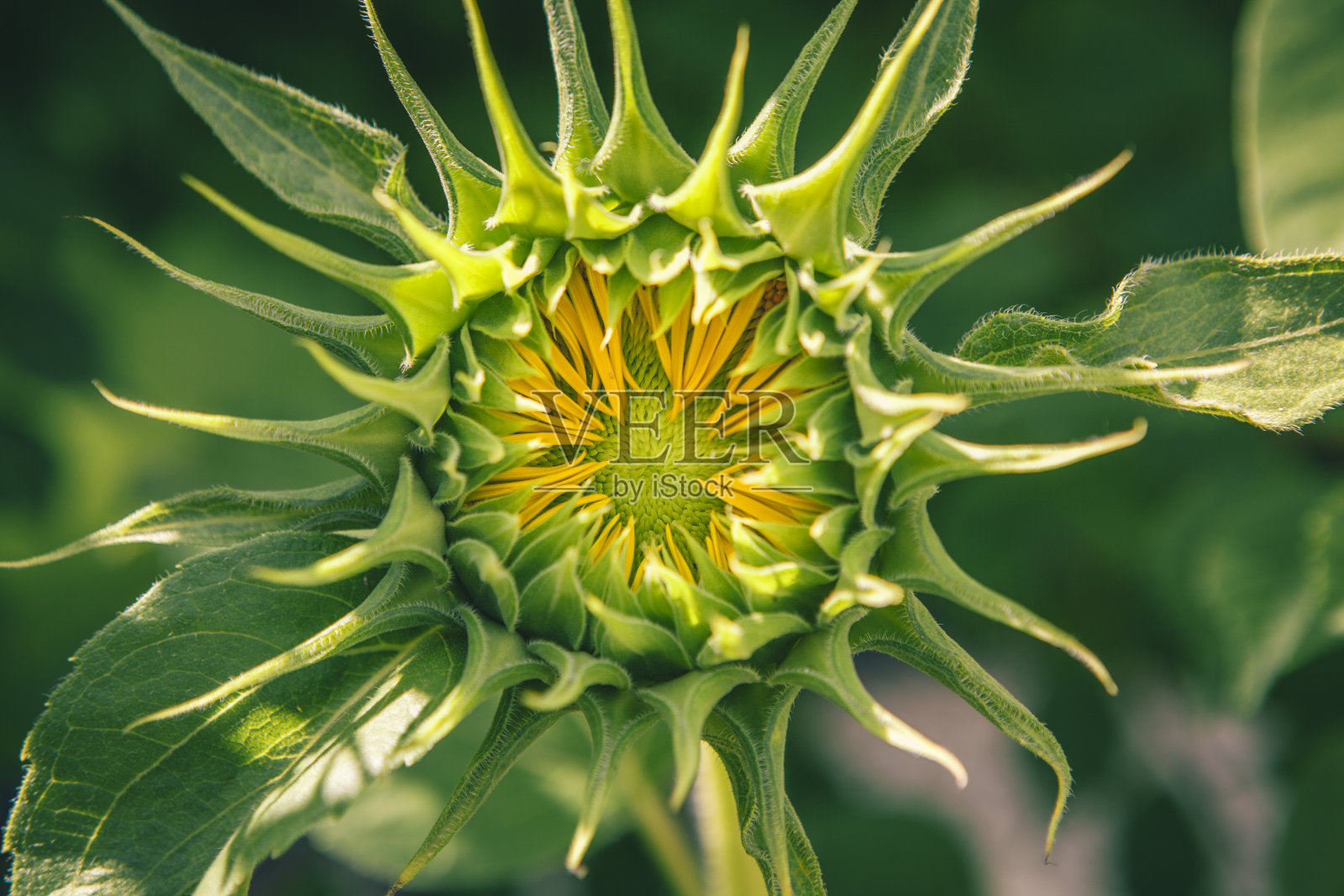 向日葵花蕾特写。浅景深。健美的。照片摄影图片