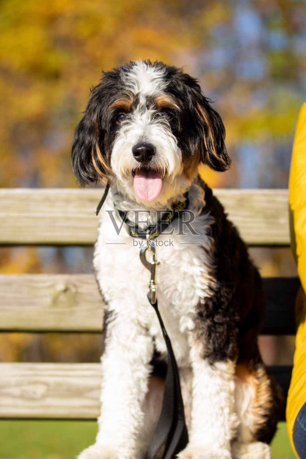 长椅上的狗照片摄影图片