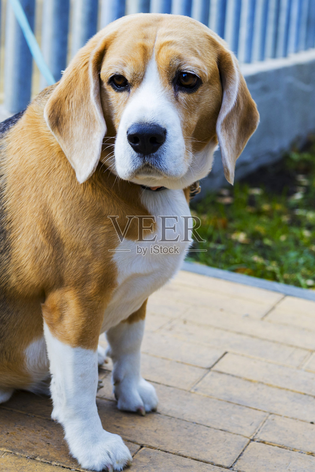 一只比格犬若有所思地望着远方。照片摄影图片