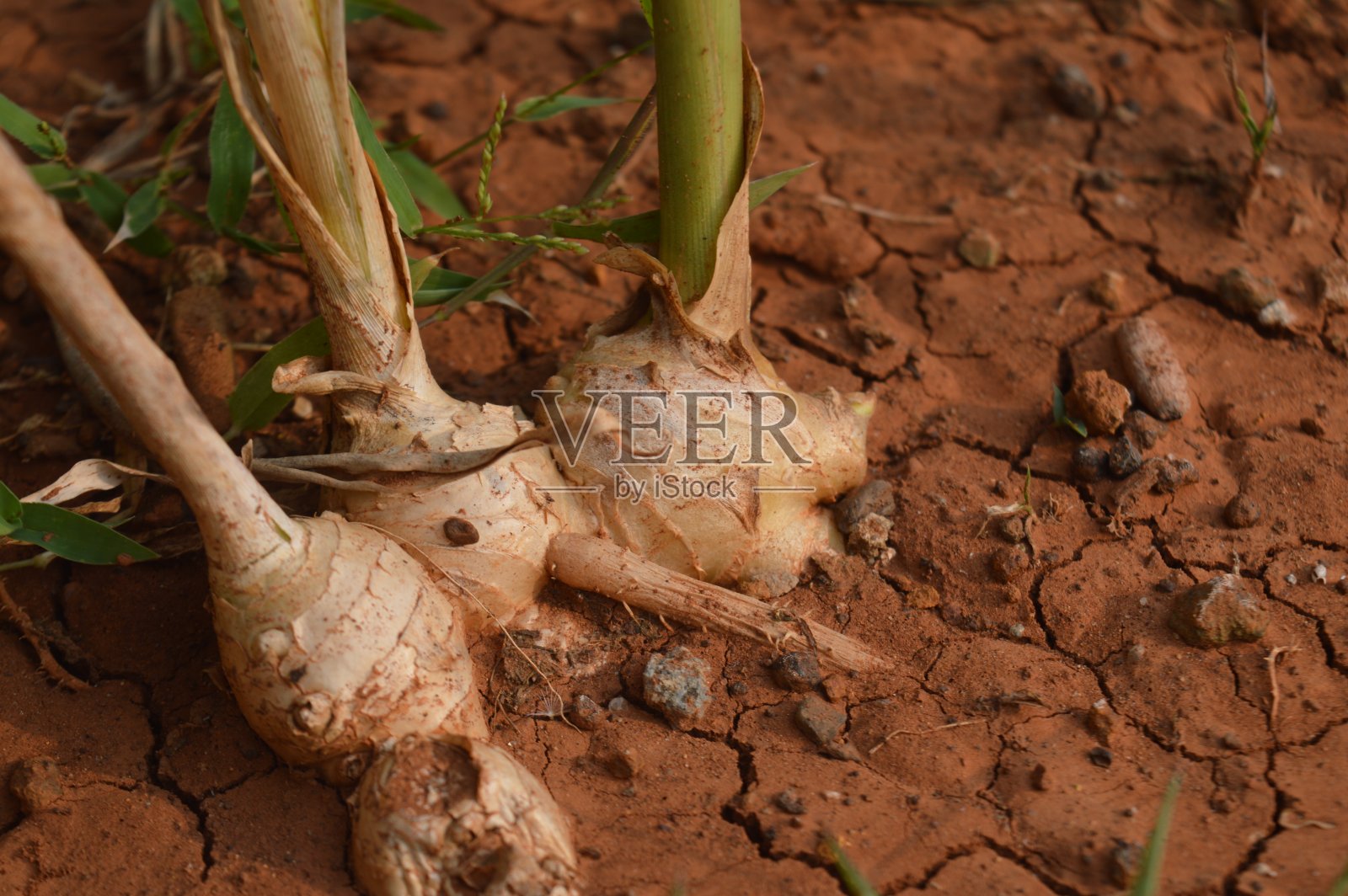 生姜植物，学名为Zingiber officinale，生长在花园中，通常用作香料和传统药物的原料。照片摄影图片
