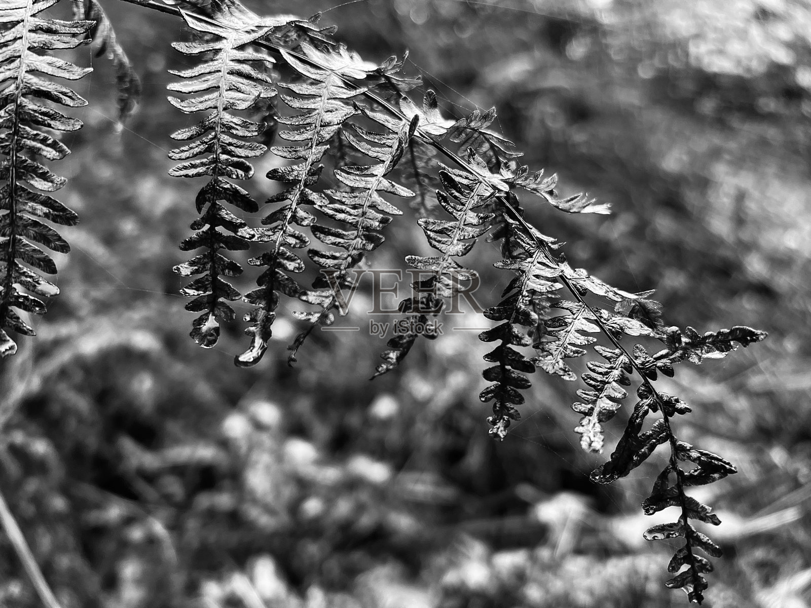 秋天潮湿的蕨菜叶子照片摄影图片