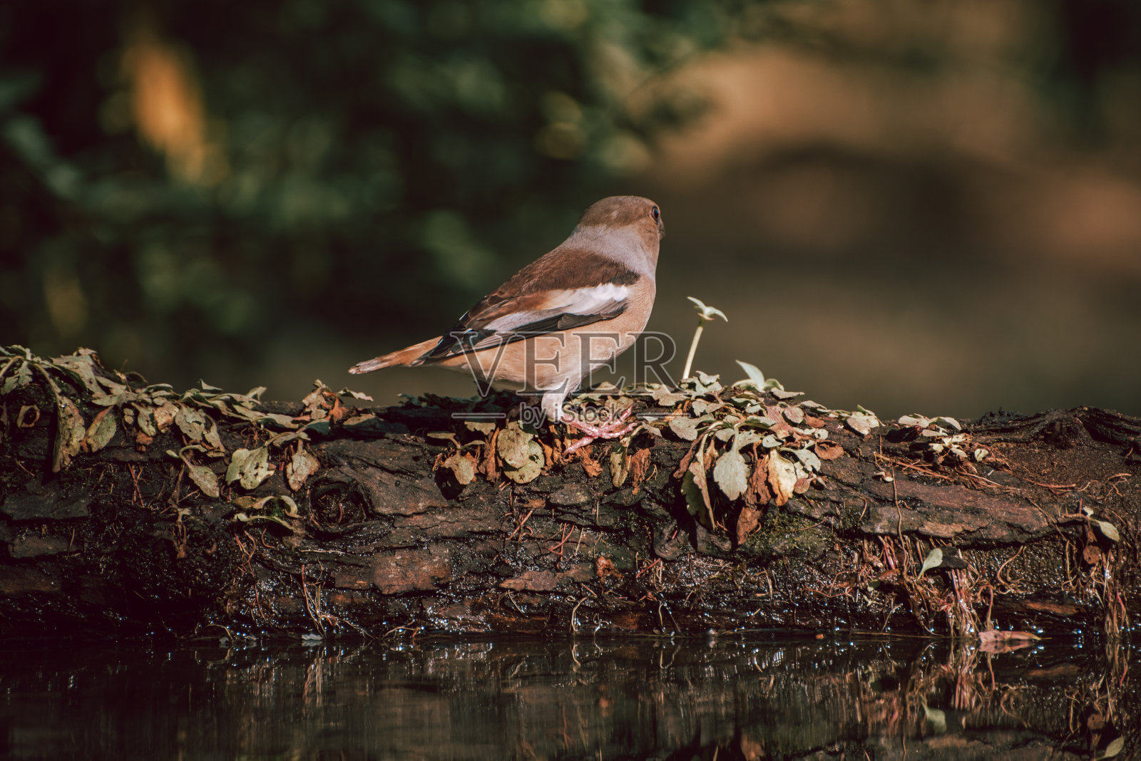 山雀(Coccothraustes)是雀鸟科的雀形目鸟类。照片摄影图片