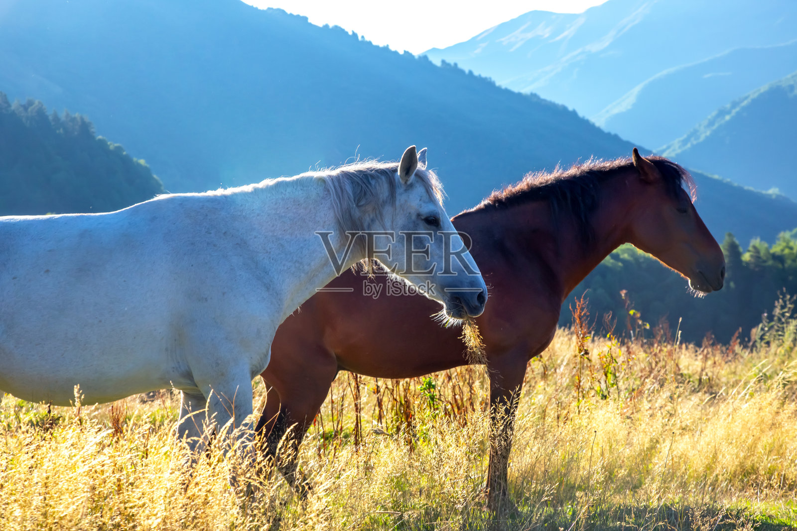 黎明时马在山上吃草照片摄影图片