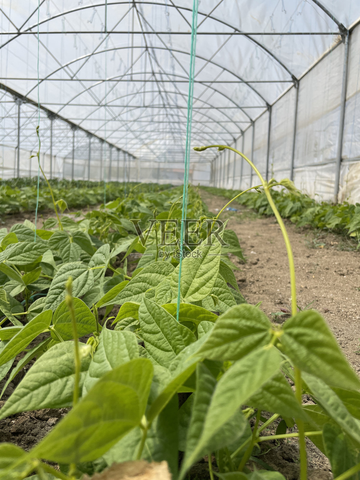 温室农业照片摄影图片