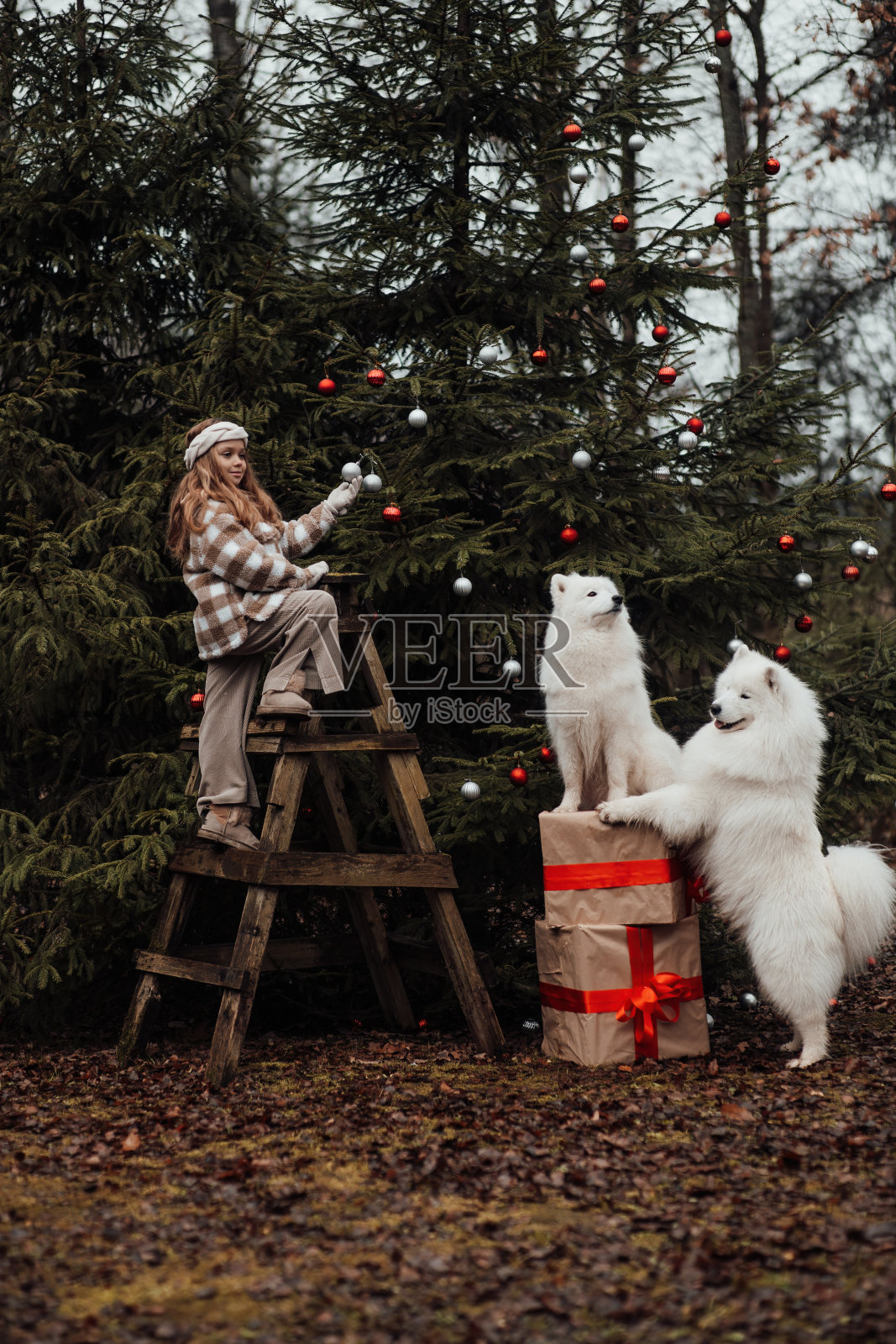 小女孩和白色萨摩耶犬在户外圣诞巴士附近玩耍照片摄影图片