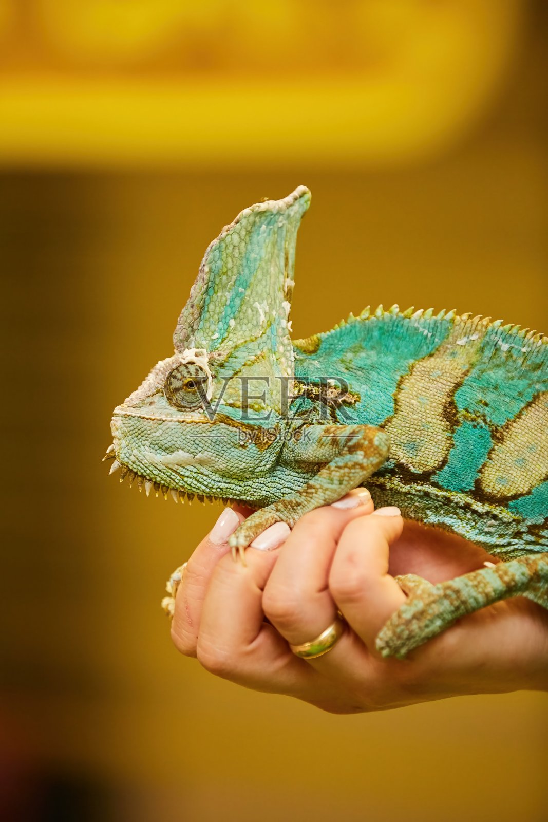 男人手里的变色龙。房子里的外来动物。照片摄影图片