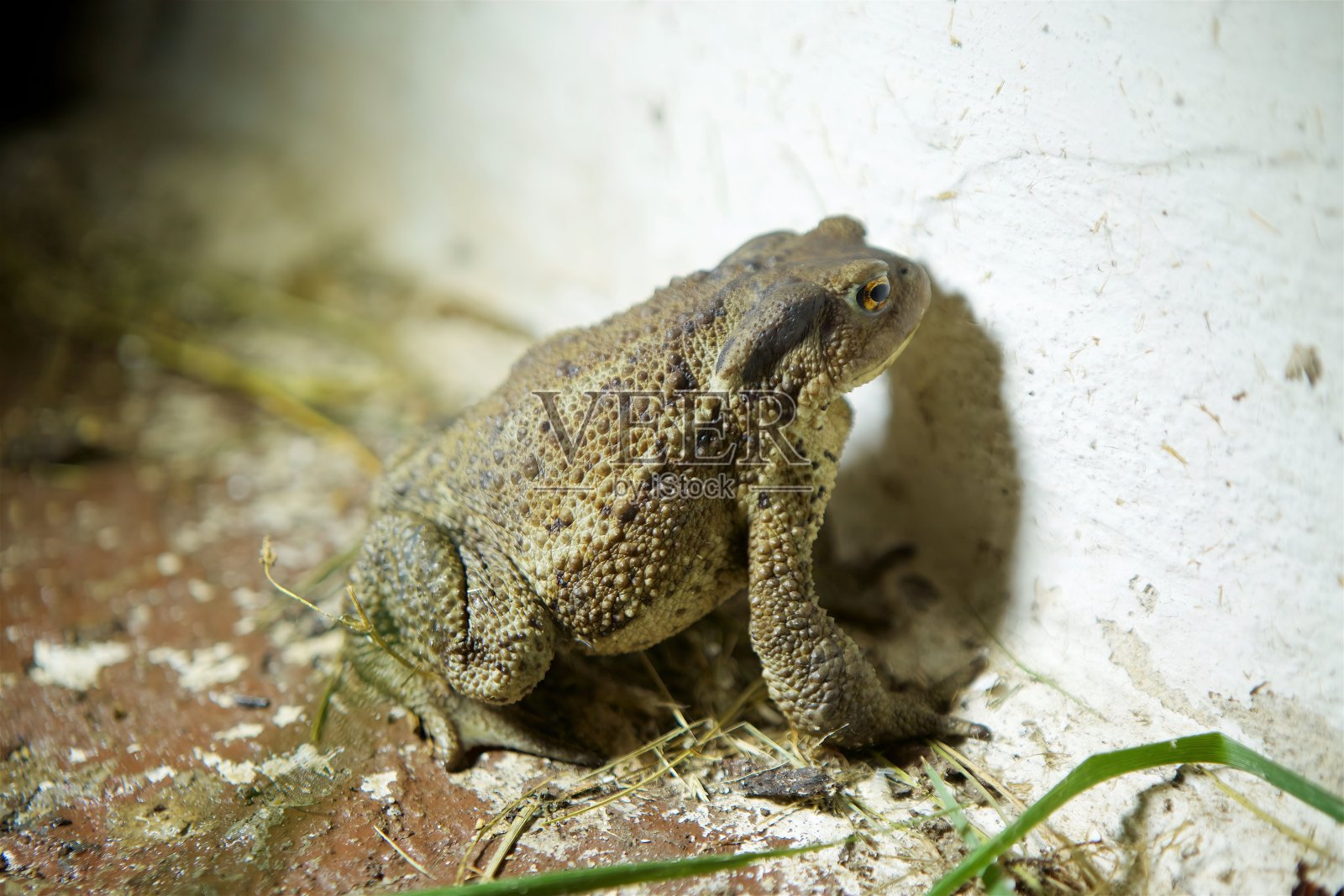 癞蛤蟆坐在水面上。两栖学对两栖动物的研究动物和动物学。照片摄影图片