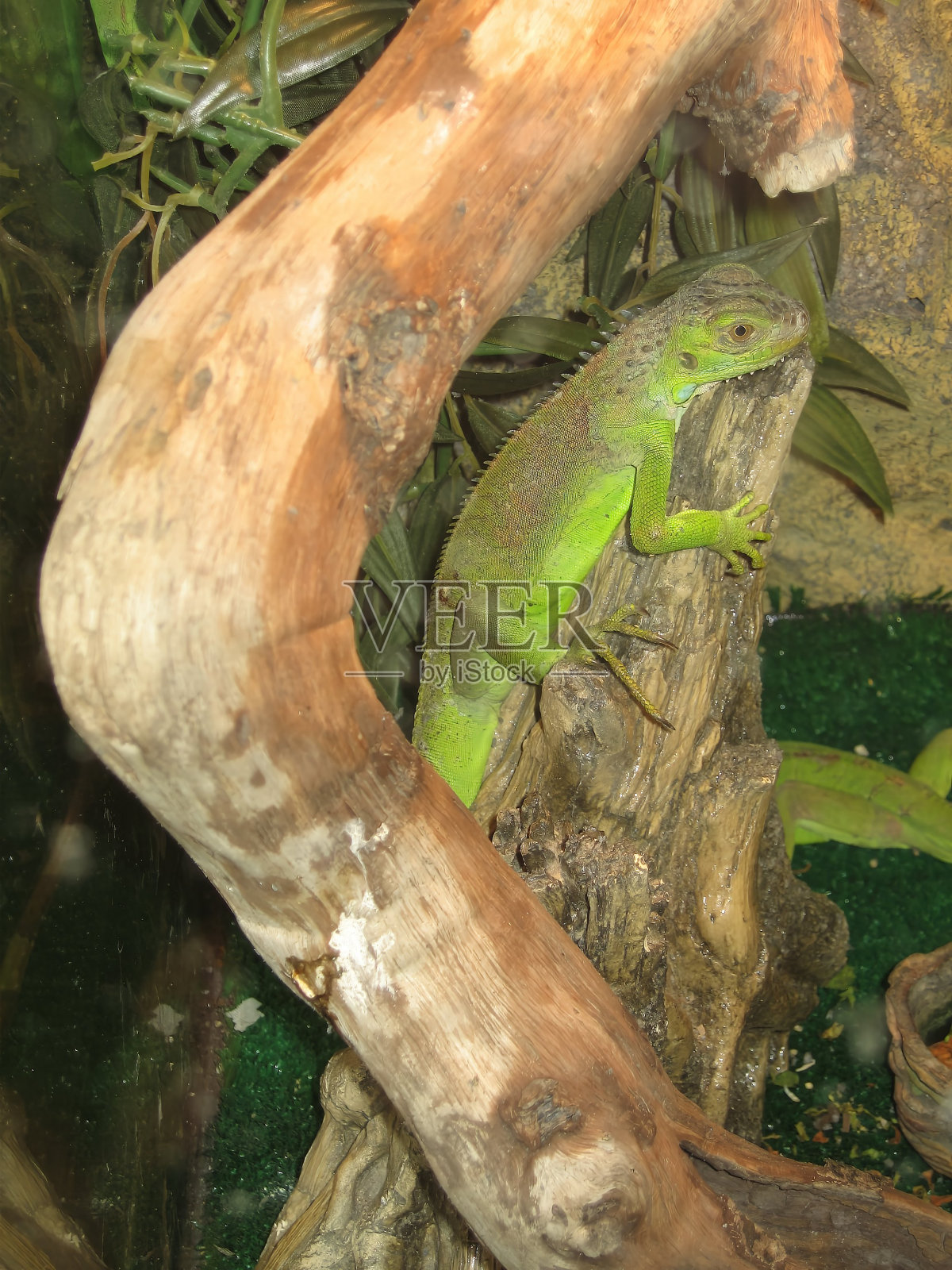 动物园里一只大型爬行蜥蜴栖息在树枝上照片摄影图片