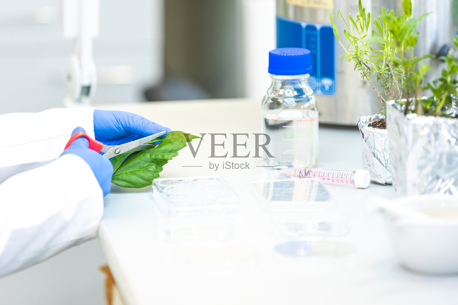 女性实验室研究人员，从天然物质，化学概念开发或研究新的生物化妆品产品照片摄影图片