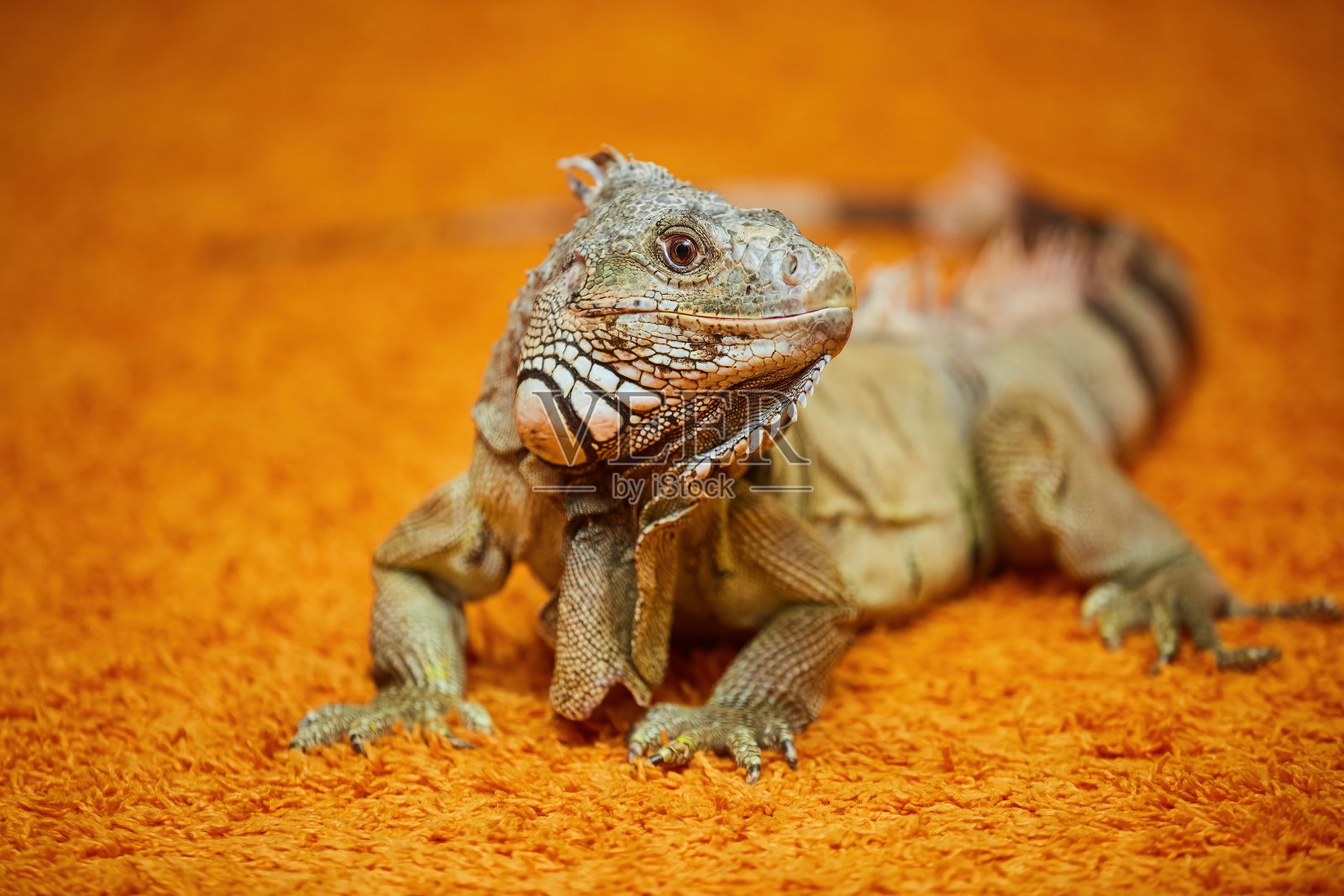 亮橙色地毯上的一只鬣蜥。房子里的外来动物。照片摄影图片