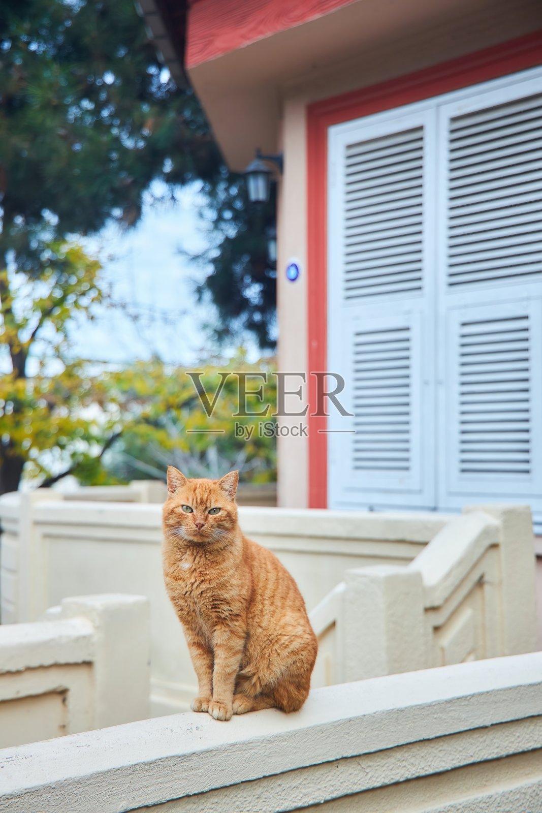 住在街上的猫。城市里的动物护理。照片摄影图片