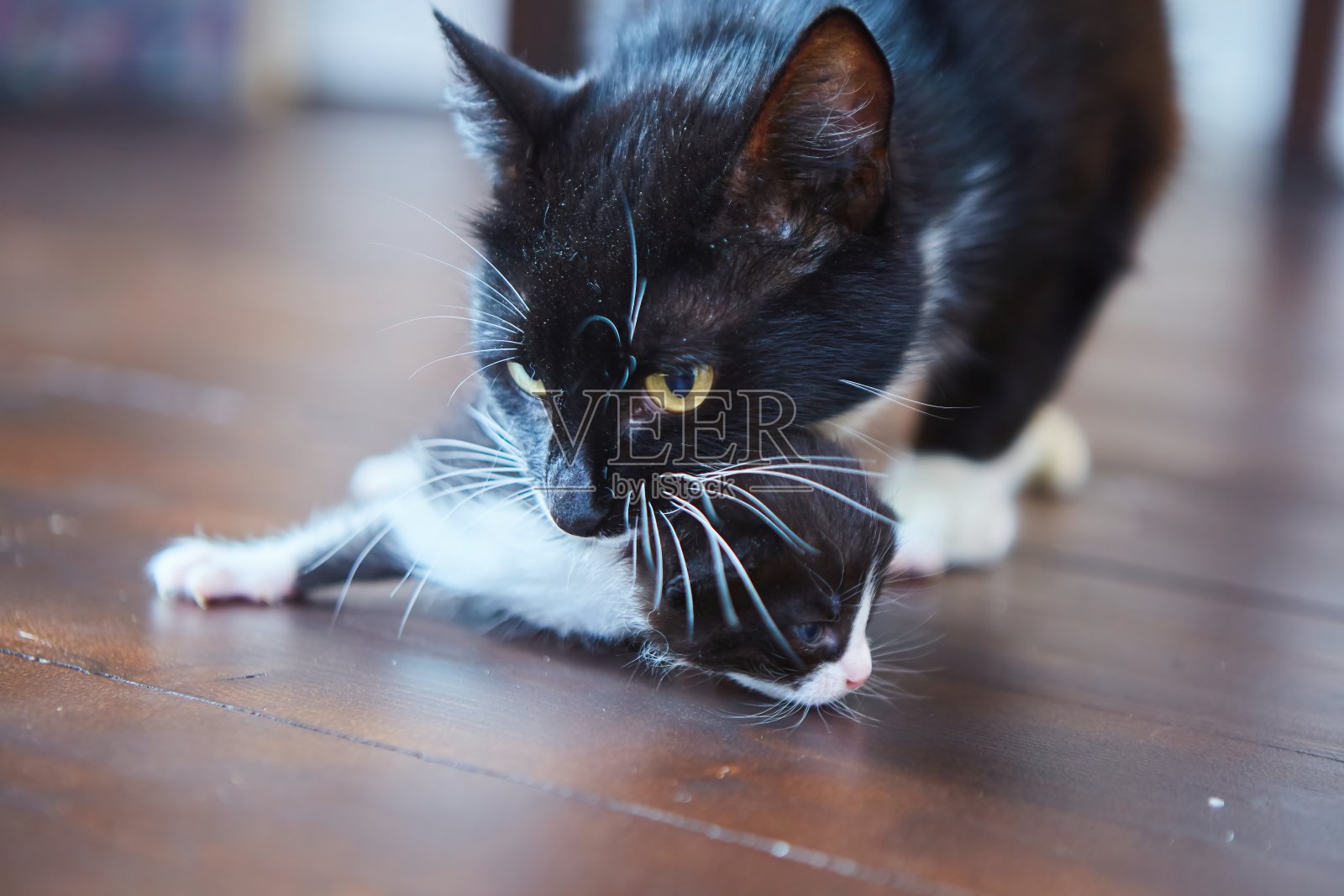 猫妈妈和她的小猫。房子里的动物照片摄影图片