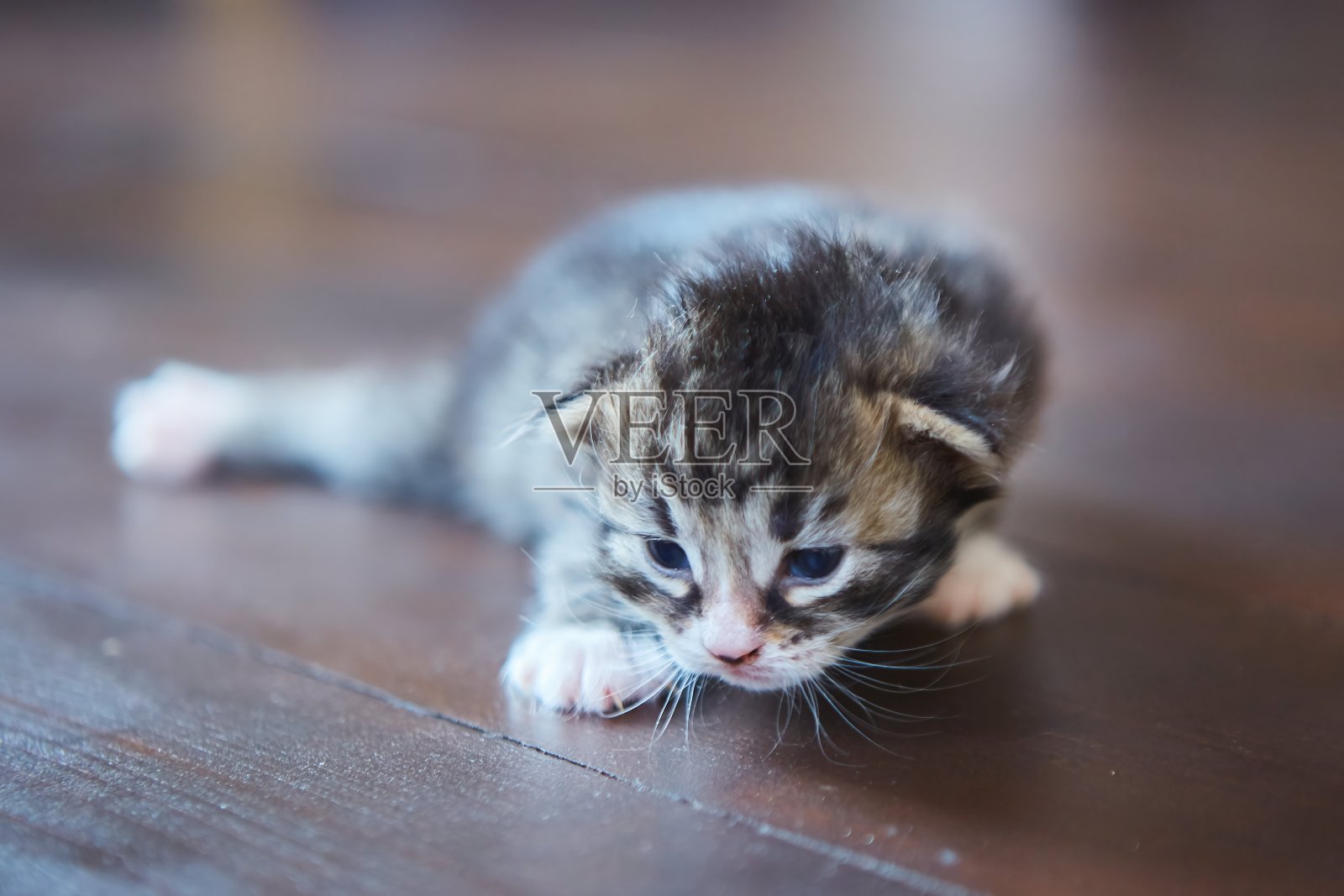 刚出生的小猫。房子里的动物照片摄影图片