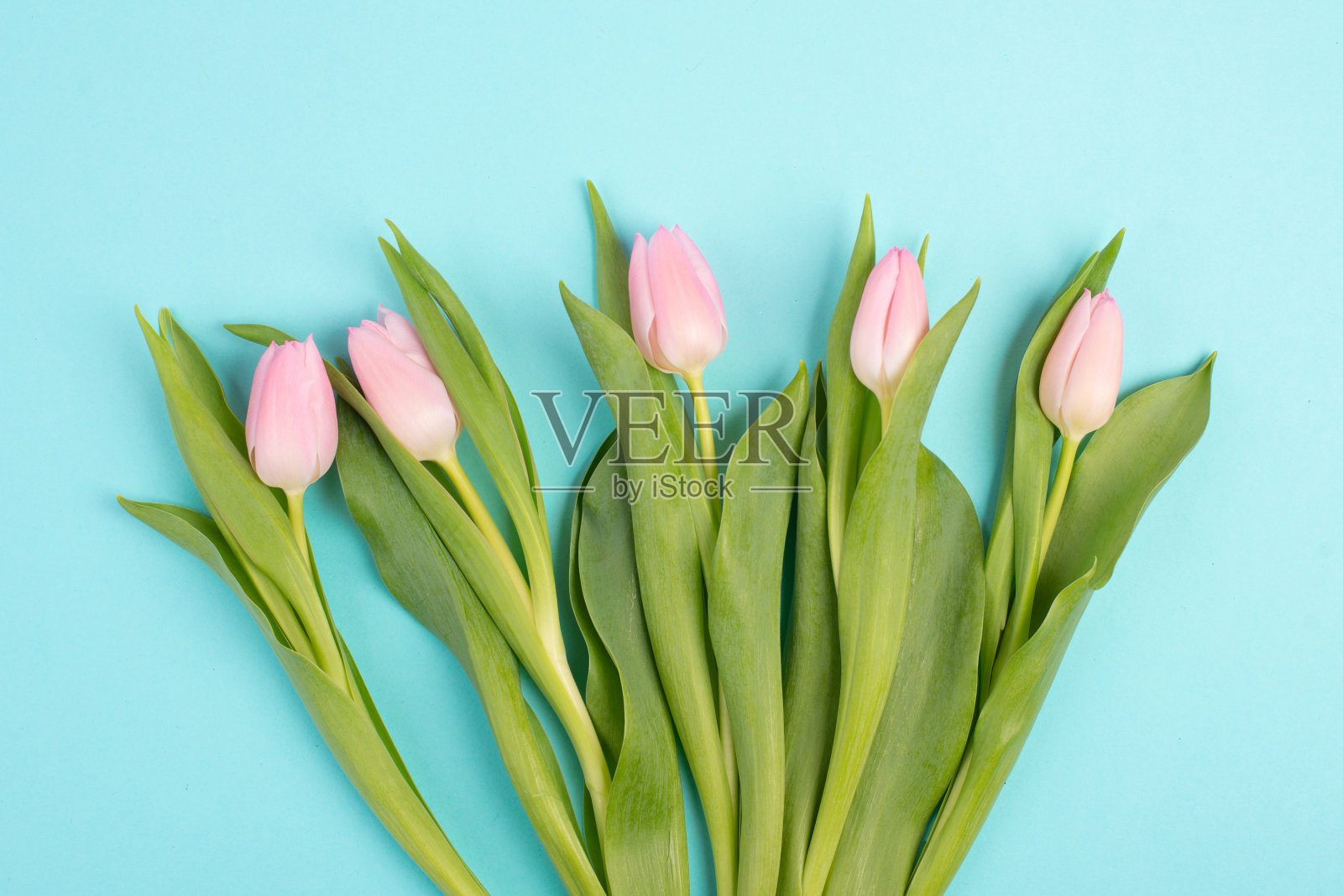 郁金香贺卡适合母亲节、生日、复活节、情人节、春暖花开的季节，色彩柔和照片摄影图片