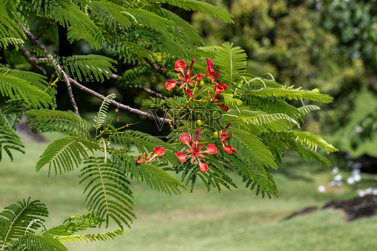 这是一种热带树木红色花朵的特写，这种树被称为帝王凤仙花或皇家凤仙花。照片摄影图片