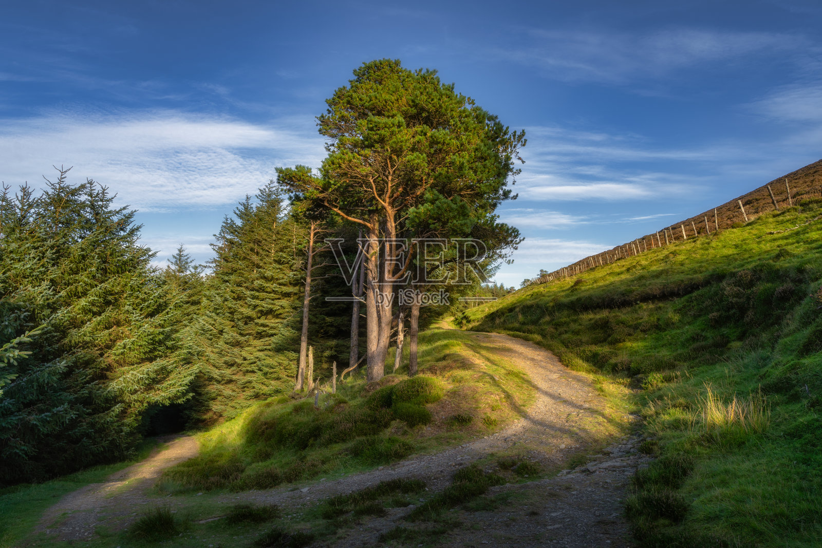 蜿蜒的乡间小路环绕着松树。爱尔兰威克洛山脉照片摄影图片