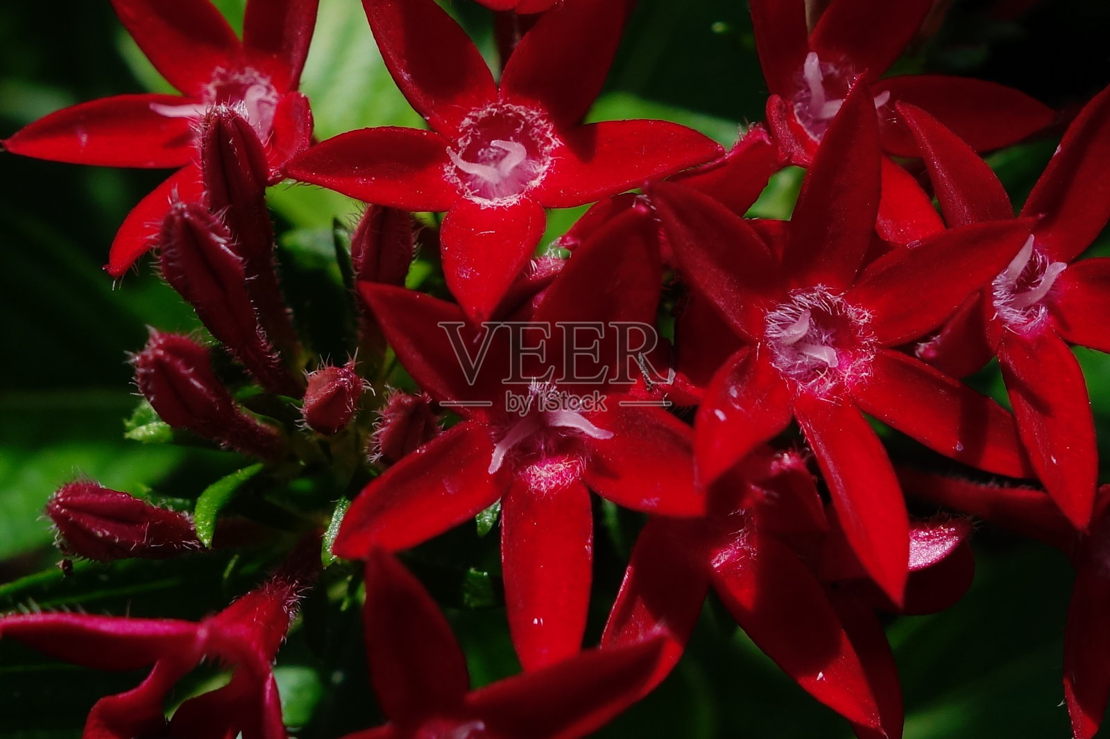 野花照片摄影图片