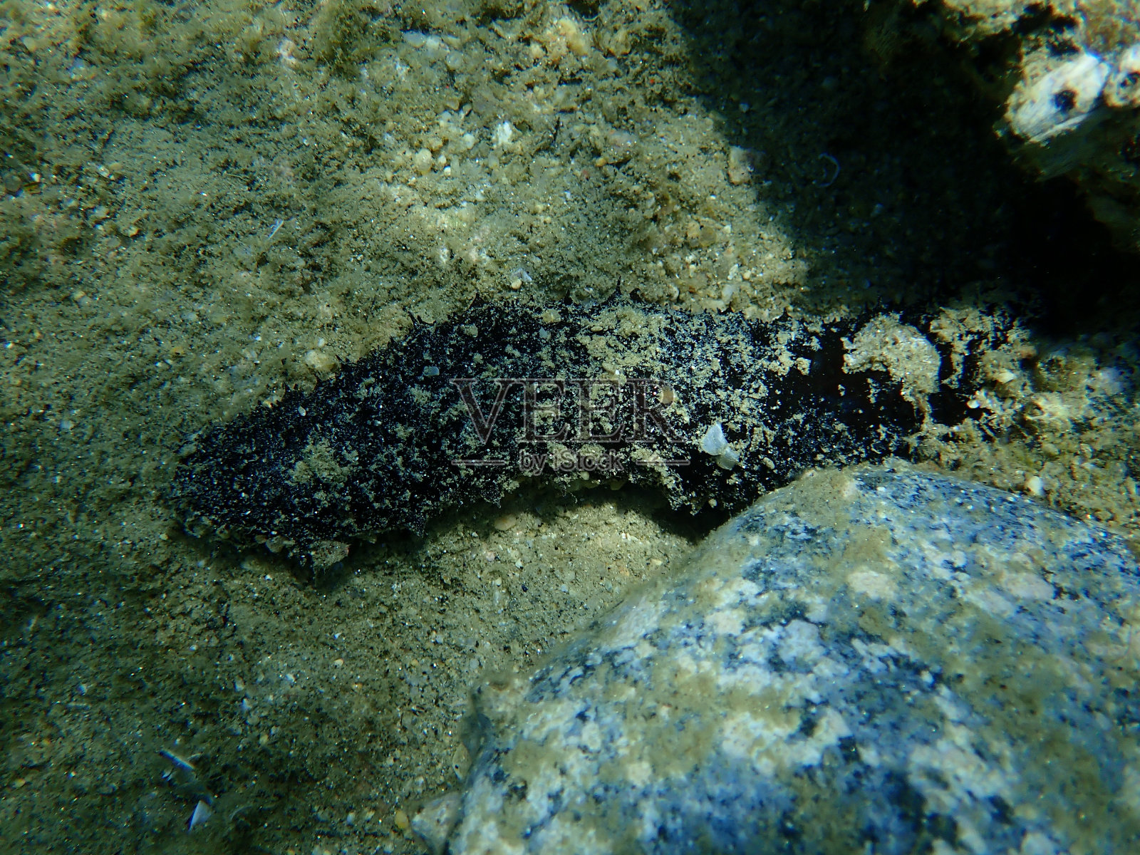 海底的黑海参或海参(Holothuria forskali)照片摄影图片