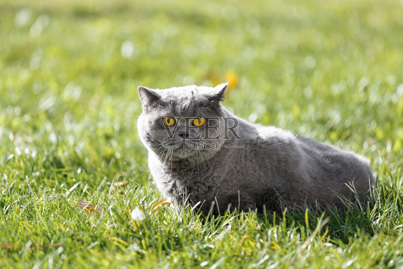 胖胖的英国猫在公园里有落叶的绿草地上。照片摄影图片