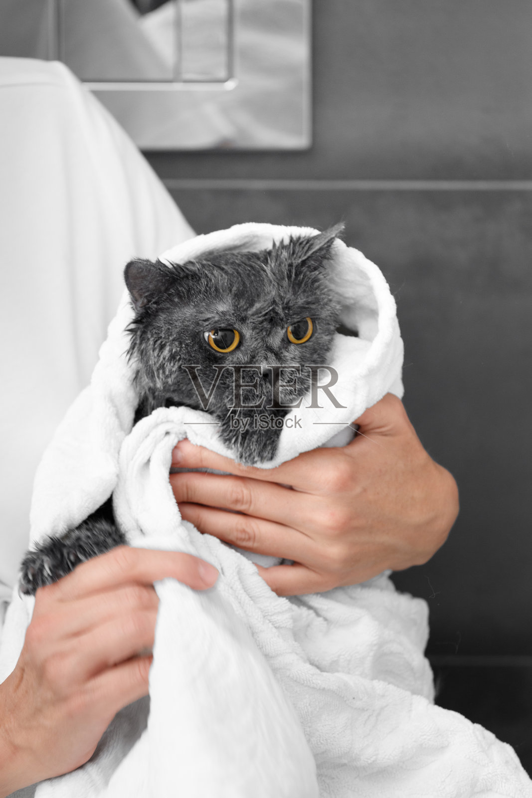 女孩抱着一只有趣的湿灰猫，用毛巾裹着洗澡后，宠物卫生照片摄影图片