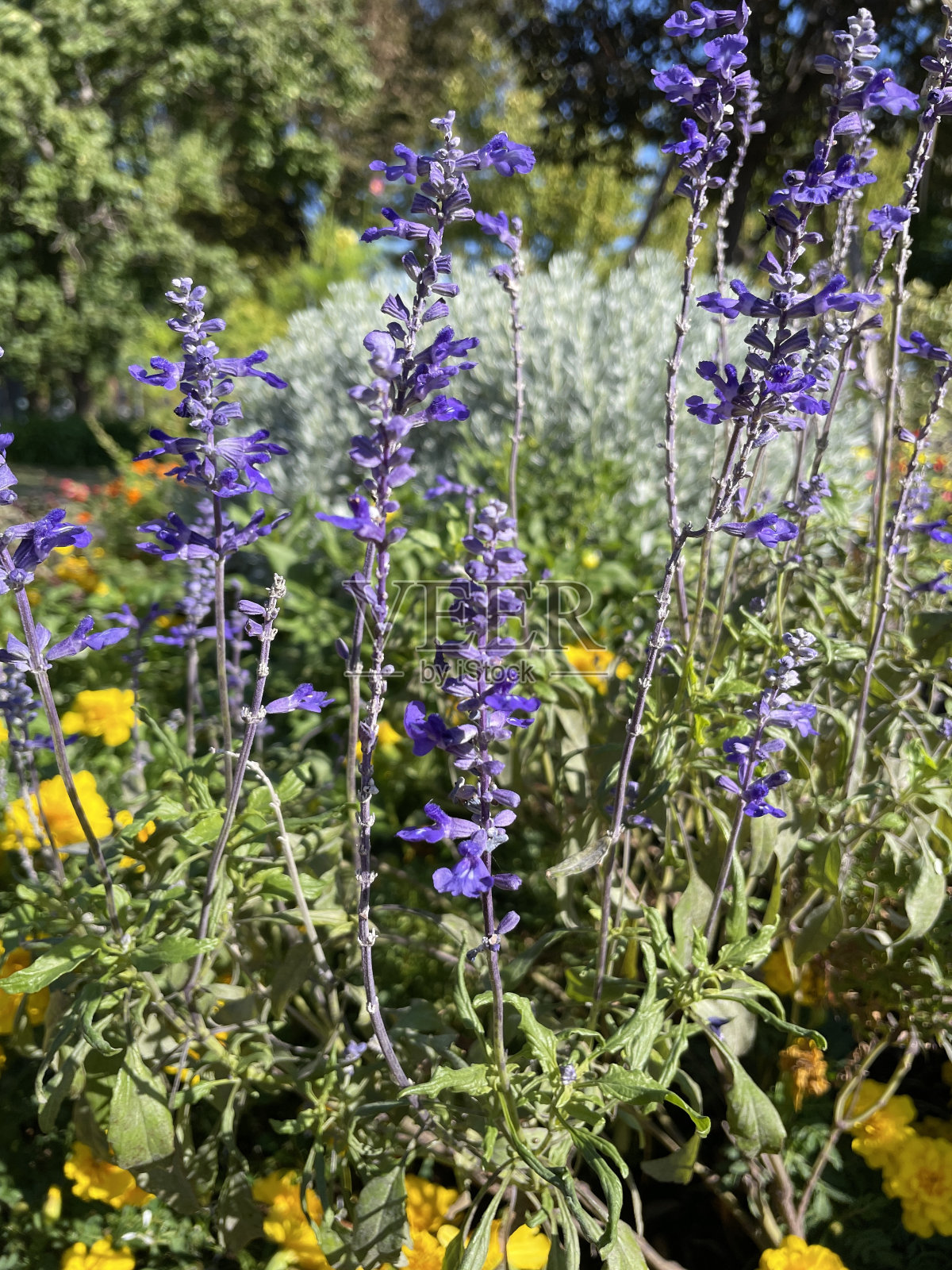 蓝鼠尾草(salvia farinacea)属于薄荷科(薄荷科)。照片摄影图片