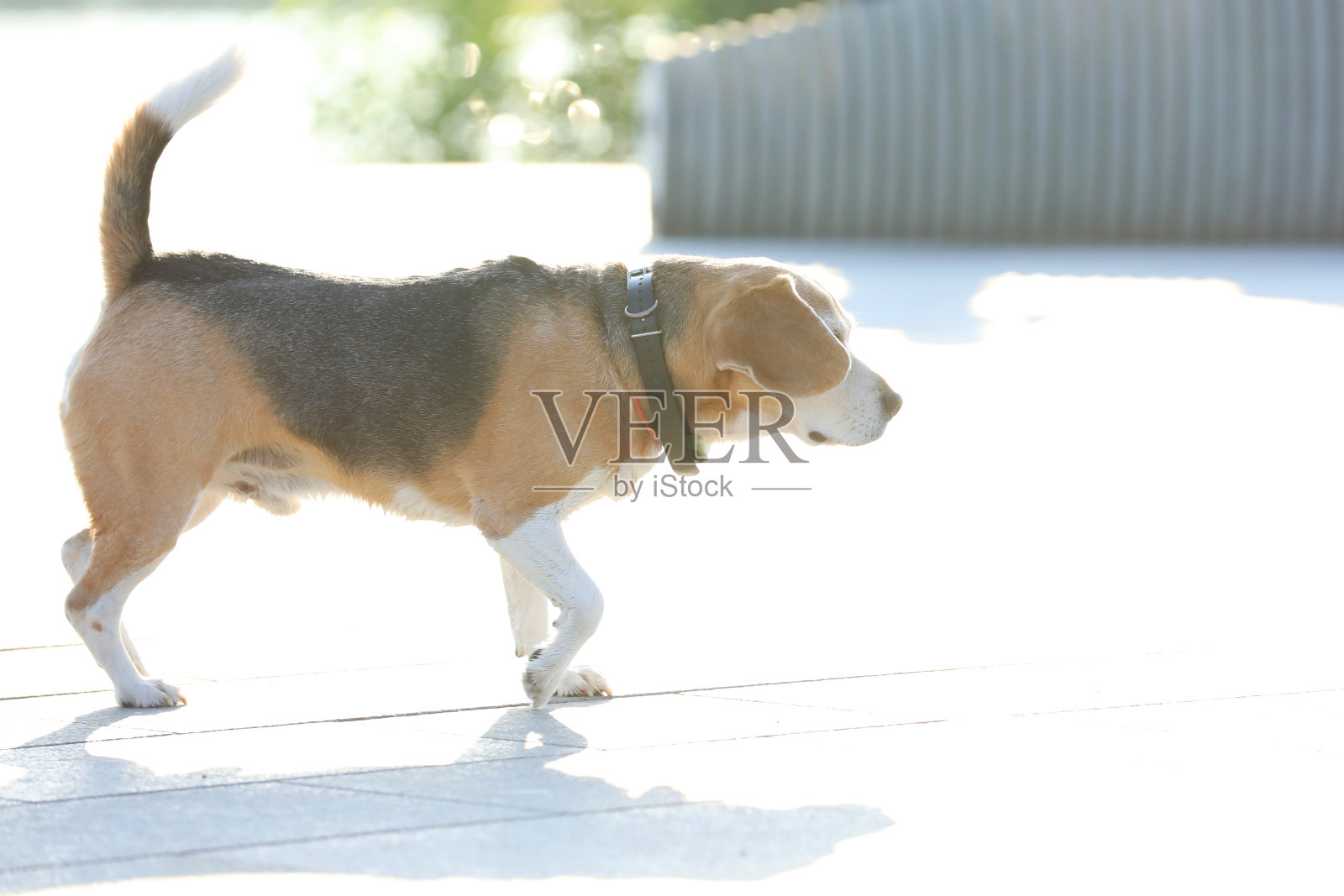 在公园散步的小猎犬照片摄影图片