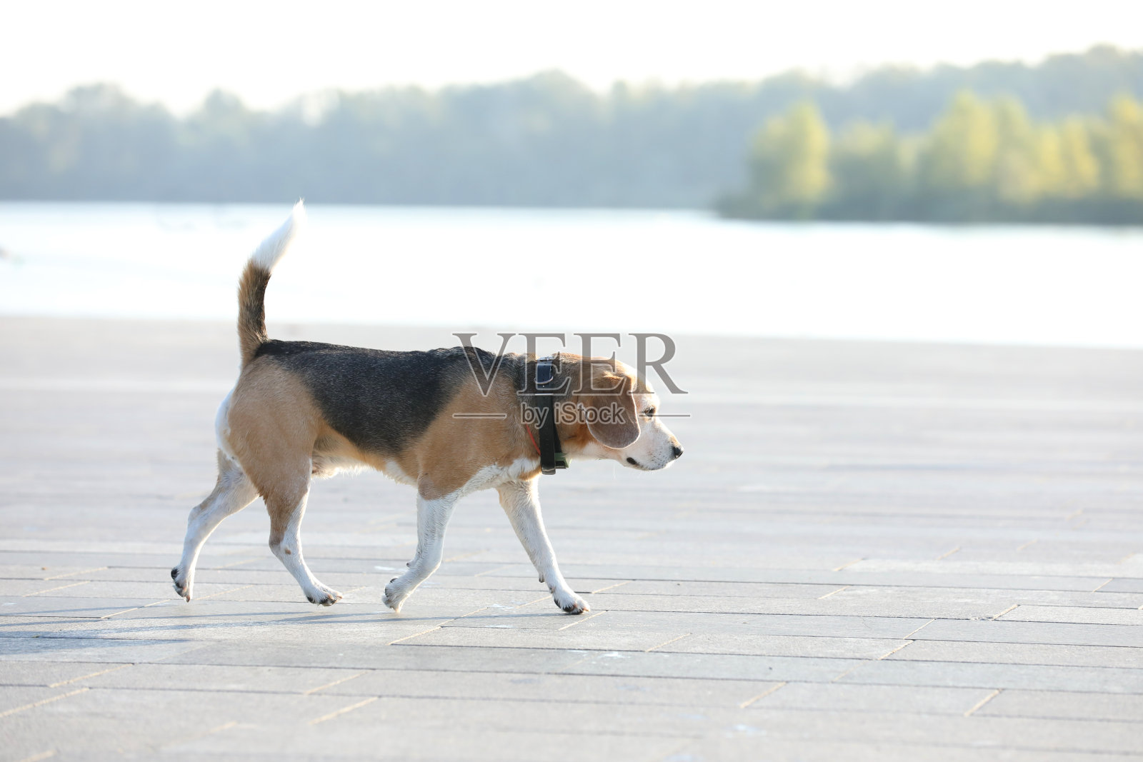 在公园散步的小猎犬照片摄影图片