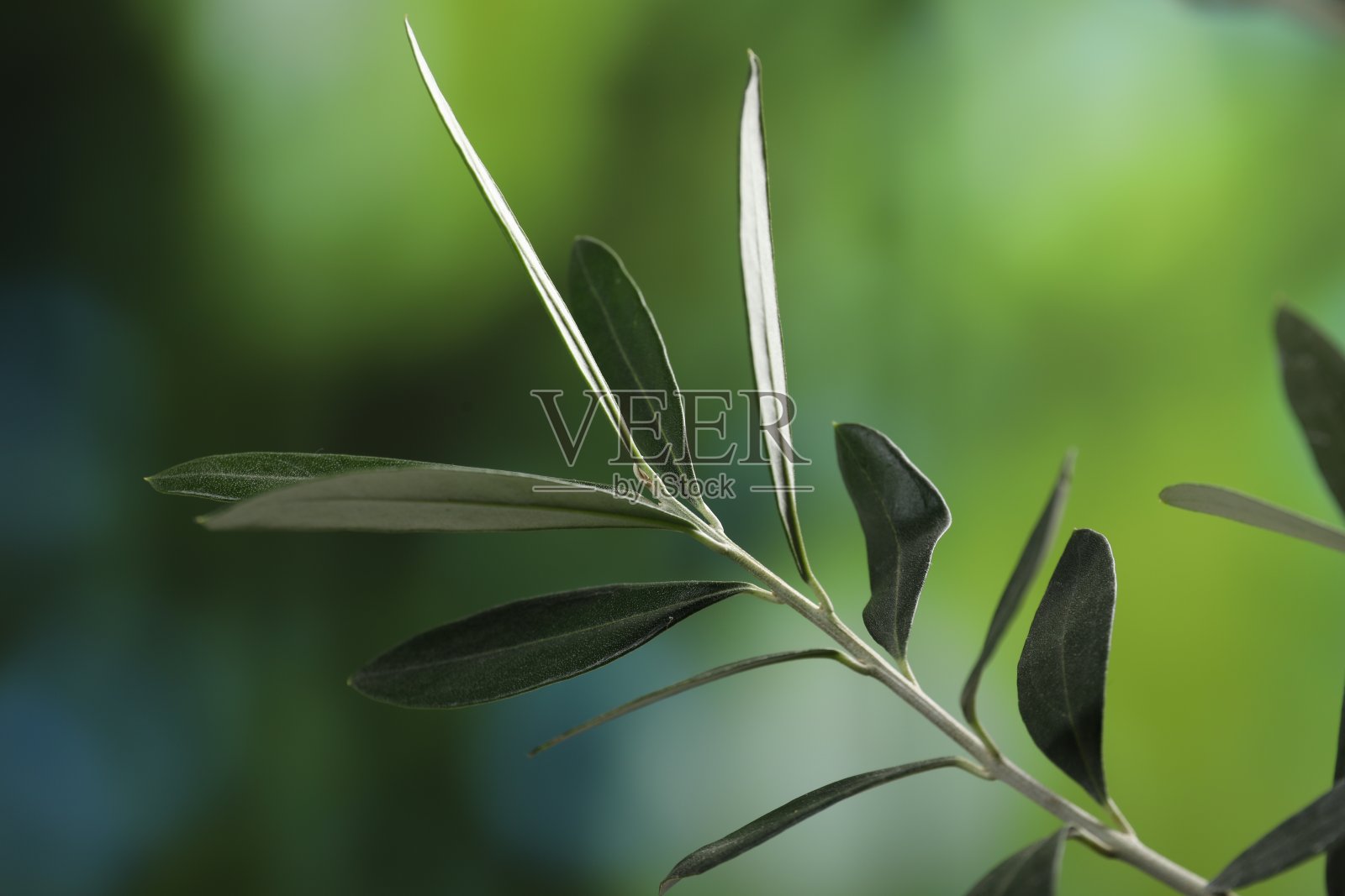 橄榄枝与新鲜的绿叶在模糊的背景，特写照片摄影图片