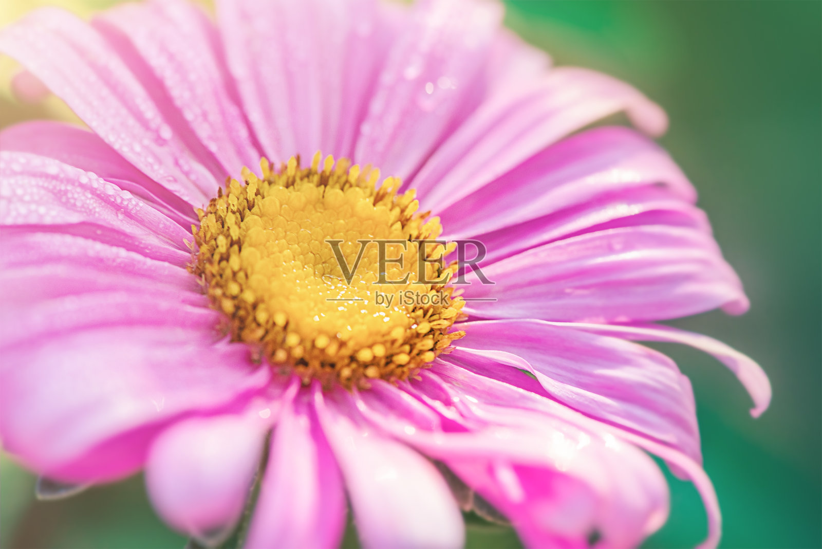 粉红色和黄色的紫菀花在绿色模糊的背景。一朵花的微距照片。照片摄影图片