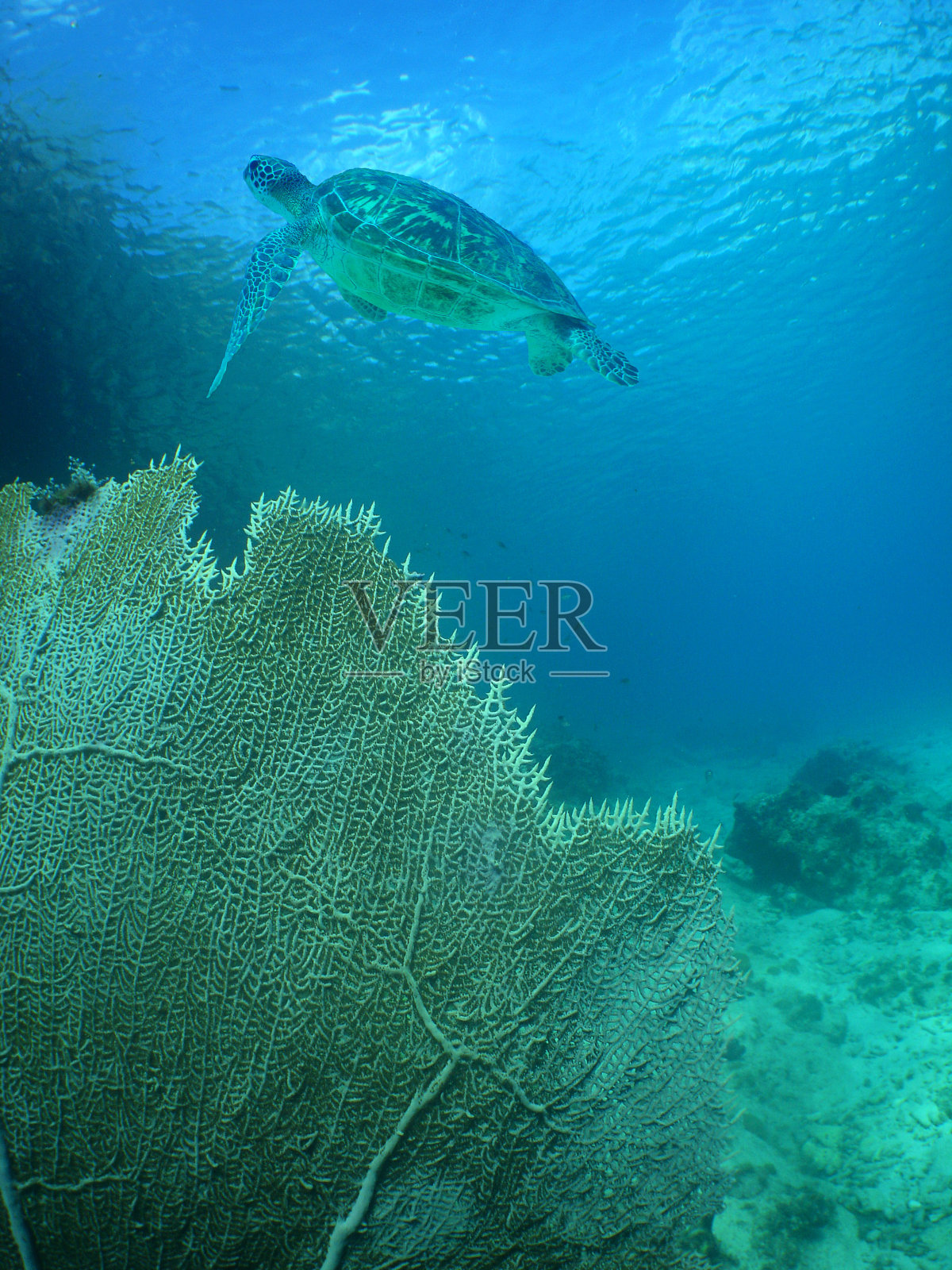海龟在礁石上清澈的海水中游泳照片摄影图片