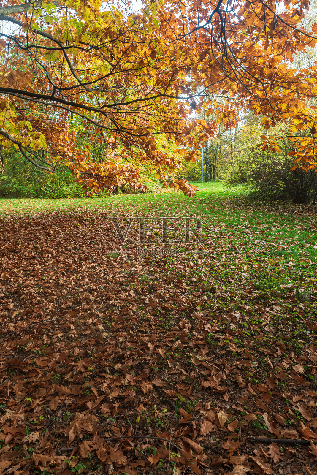 秋天的景色，五颜六色的树木和落叶在公园草地上照片摄影图片