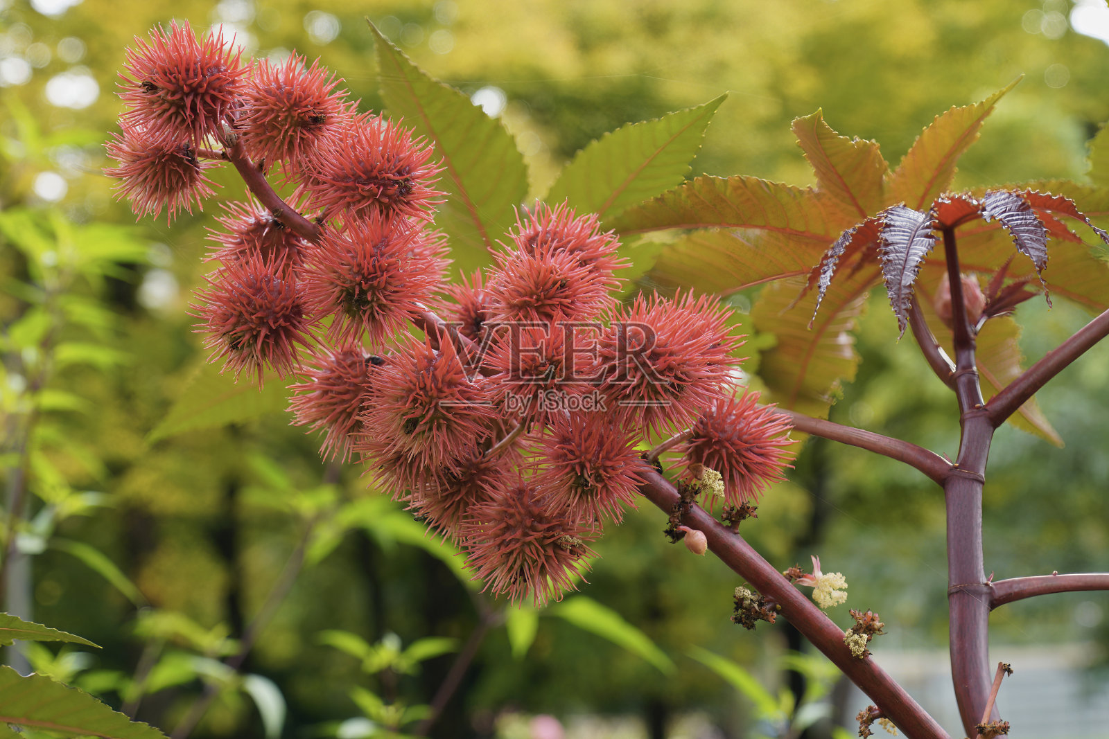 蓖麻豆，果实照片摄影图片