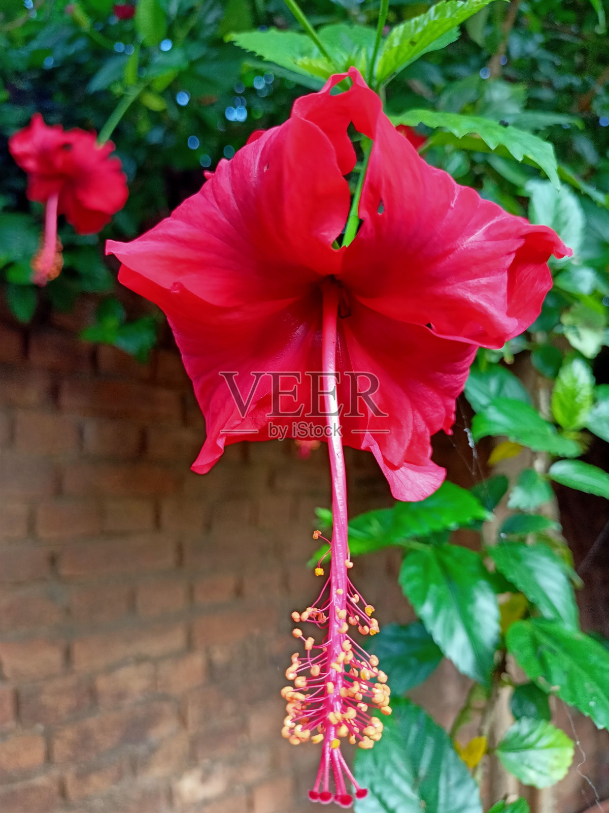 生机勃勃的红色木槿被绿色的叶子包围着照片摄影图片