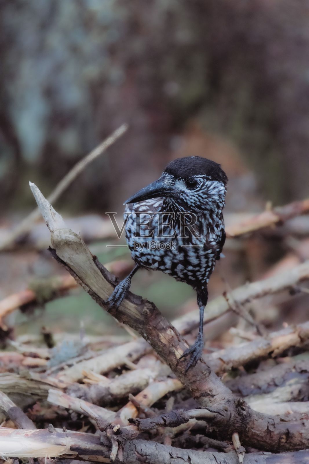 栖息在细树枝上的胡桃夹鸟照片摄影图片