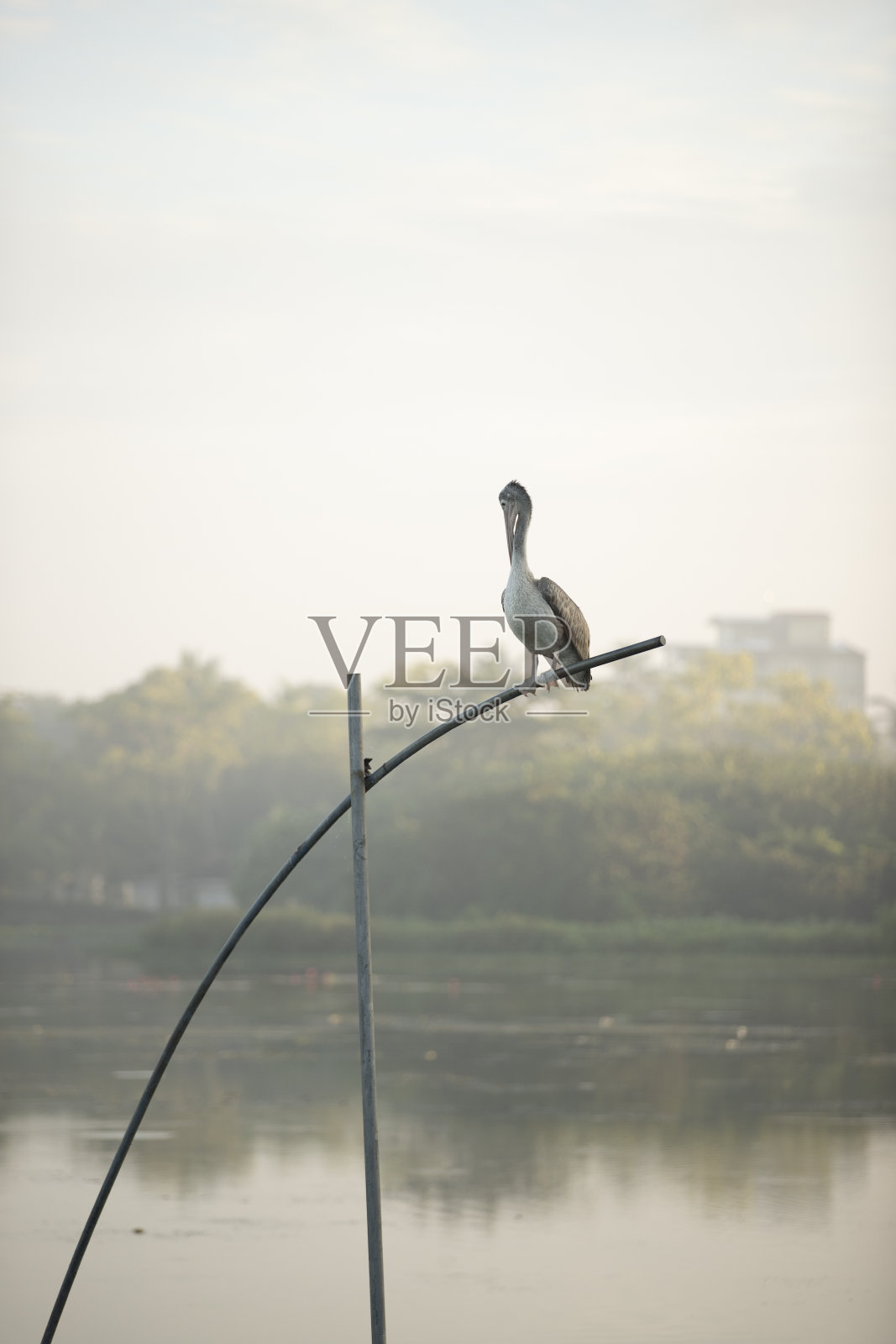 Pink-backed鹈鹕照片摄影图片