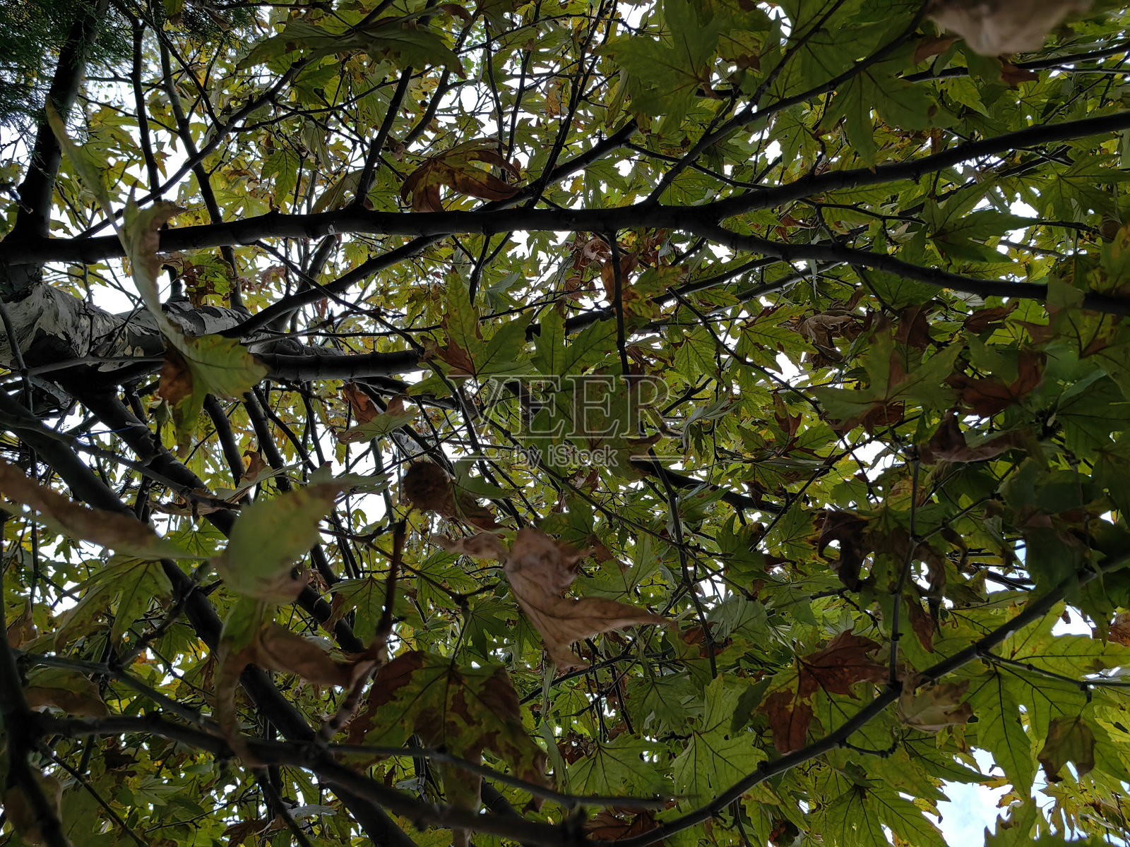 秋天姗姗来迟照片摄影图片