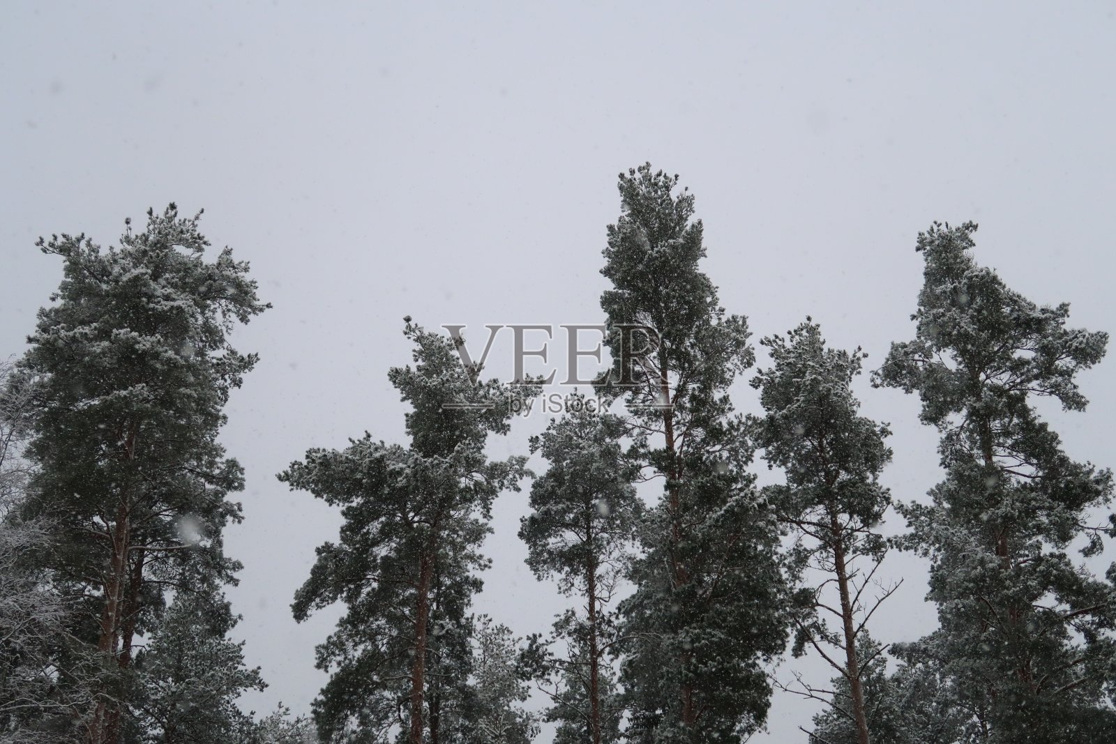 树顶上的雪照片摄影图片