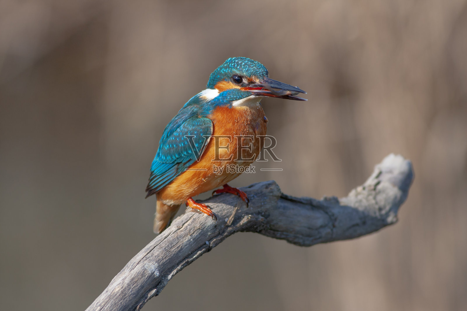 普通翠鸟照片摄影图片