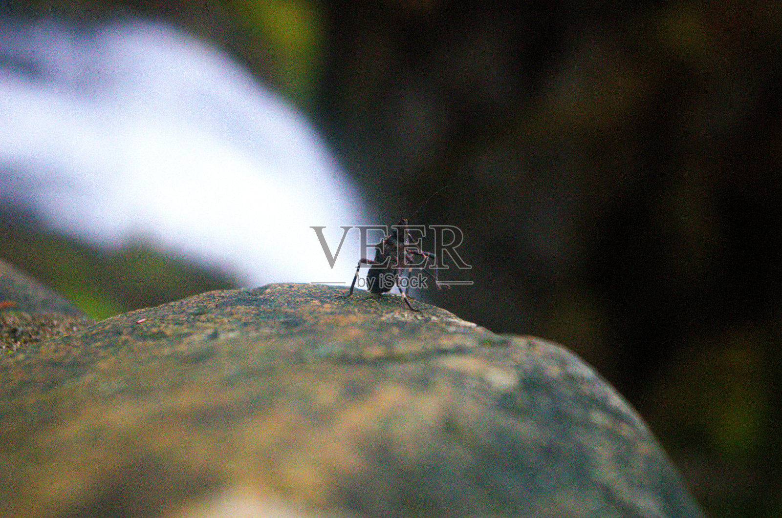 岩石上的一只虫子照片摄影图片