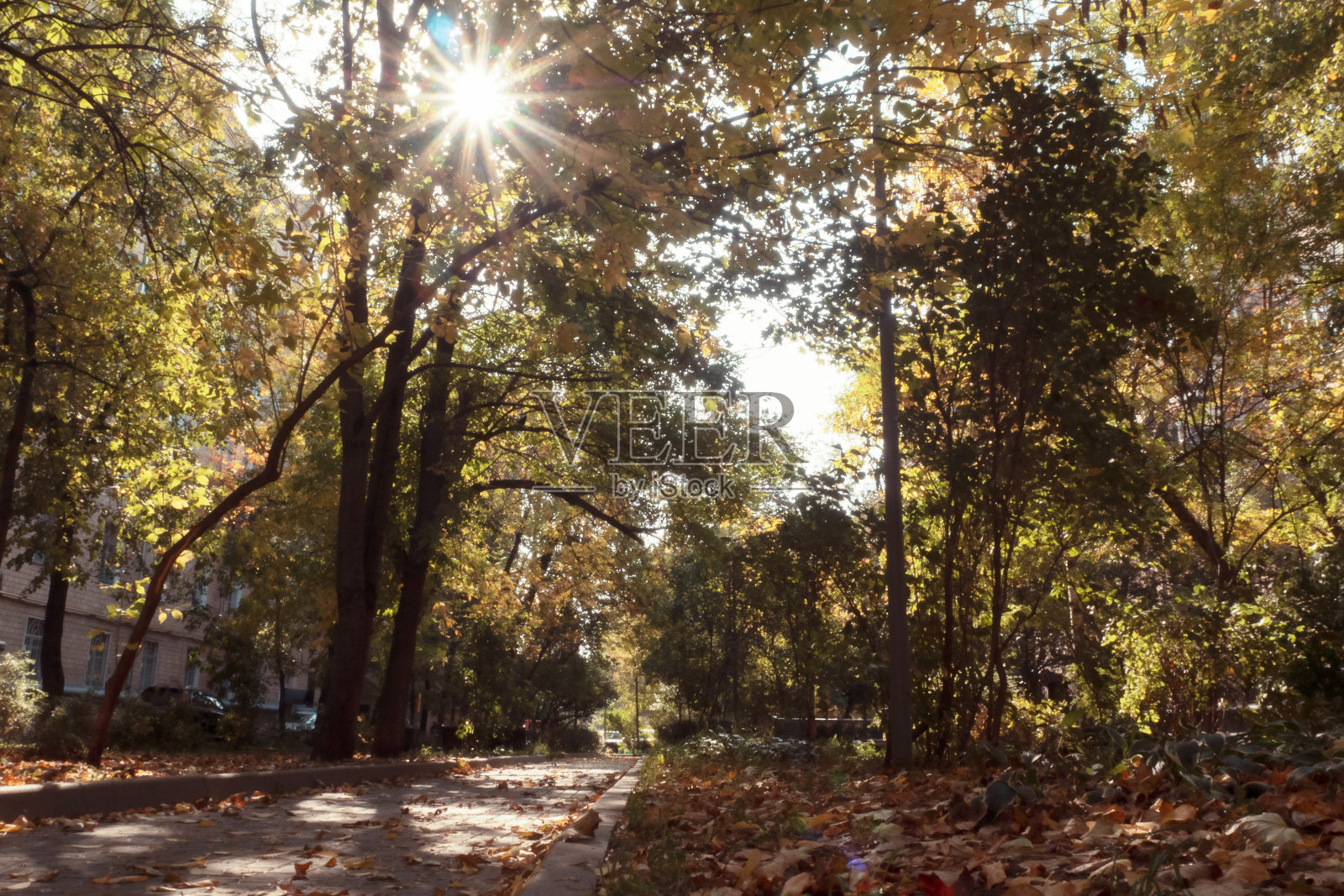 院子里阳光明媚。阳光穿过树林，是秋天。照片摄影图片