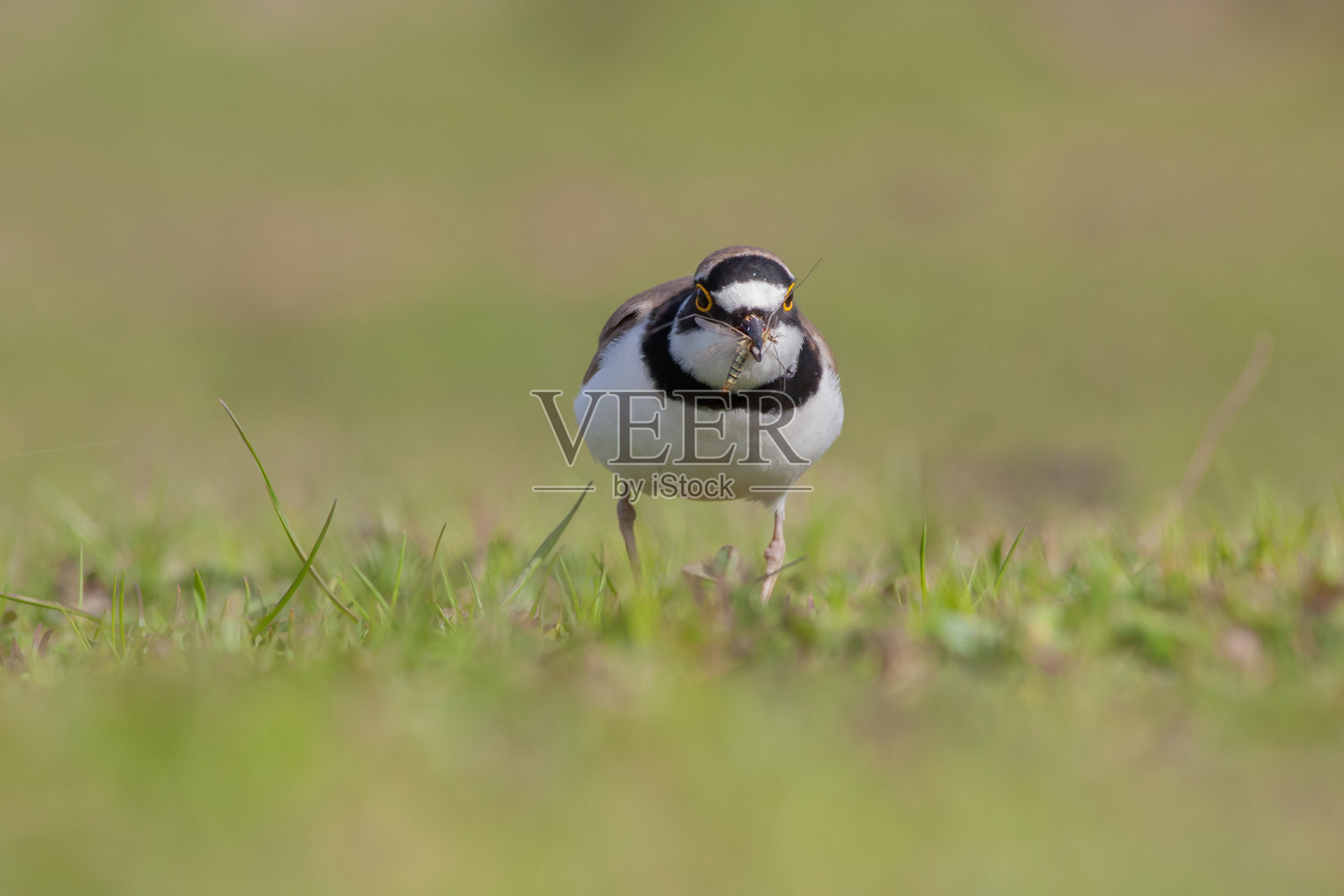 Charadrius dubius照片摄影图片