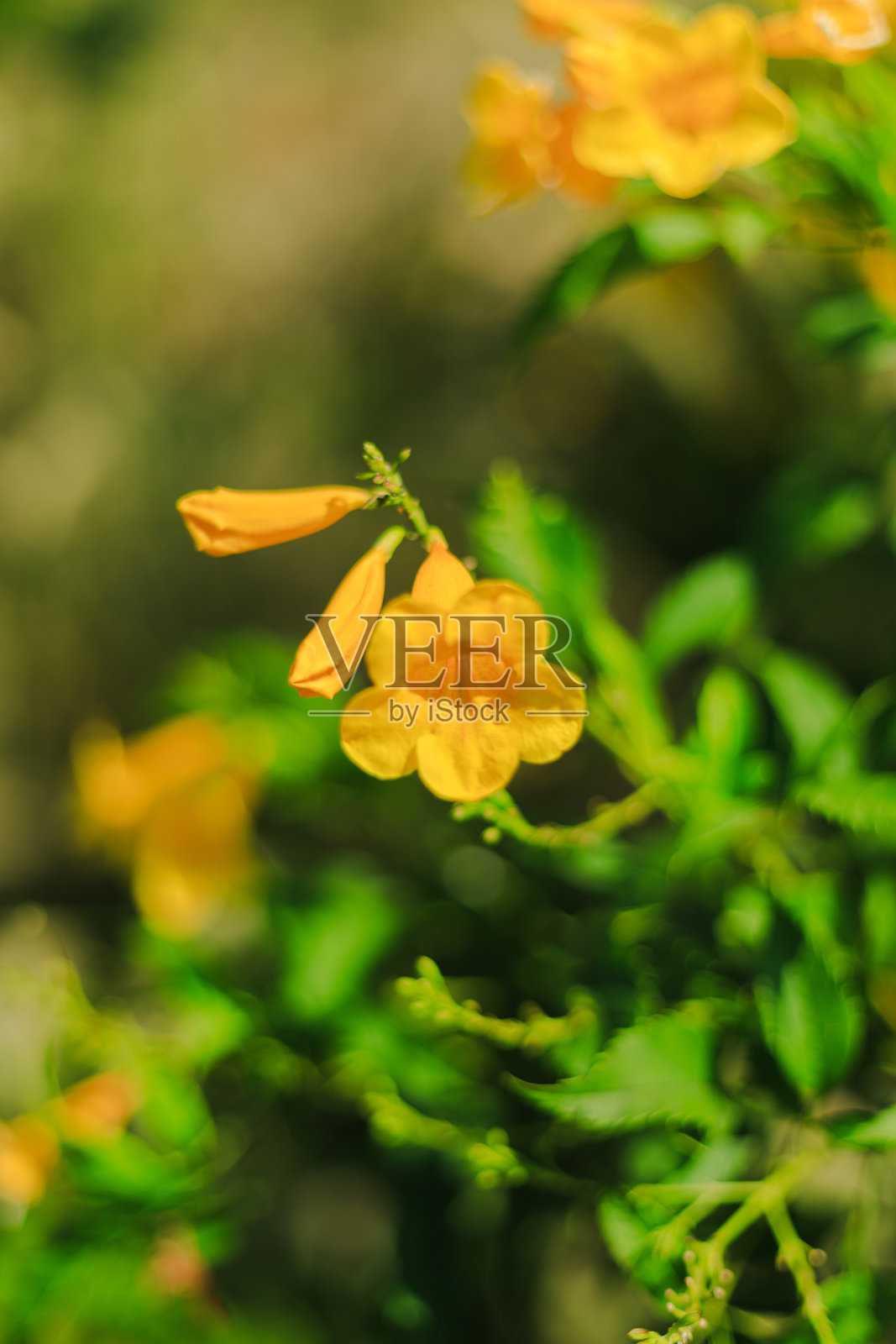 花园里有绿色的灌木和白色的小花照片摄影图片